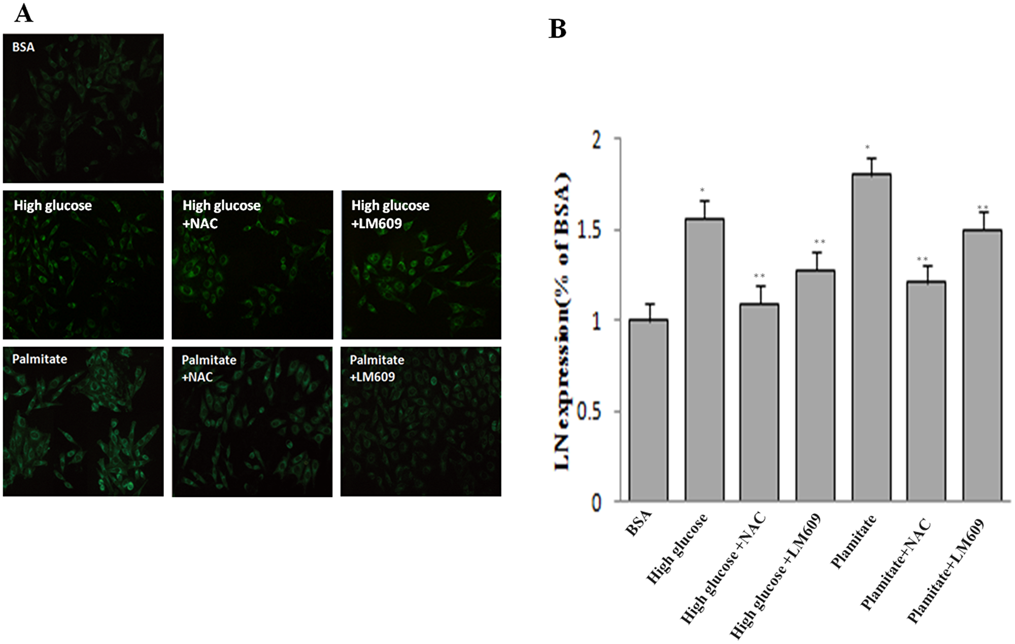 Effect of palmitate, NAC and LM609 on protein expression of laminin in HLSCEs.