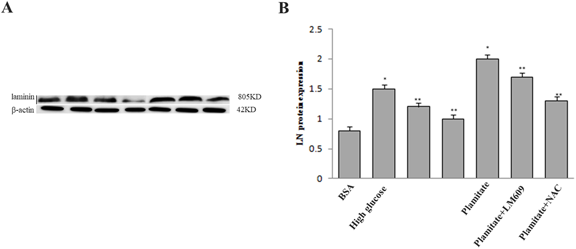 Effect of palmitate, NAC and LM609 on protein expression of laminin in HLSCEs.