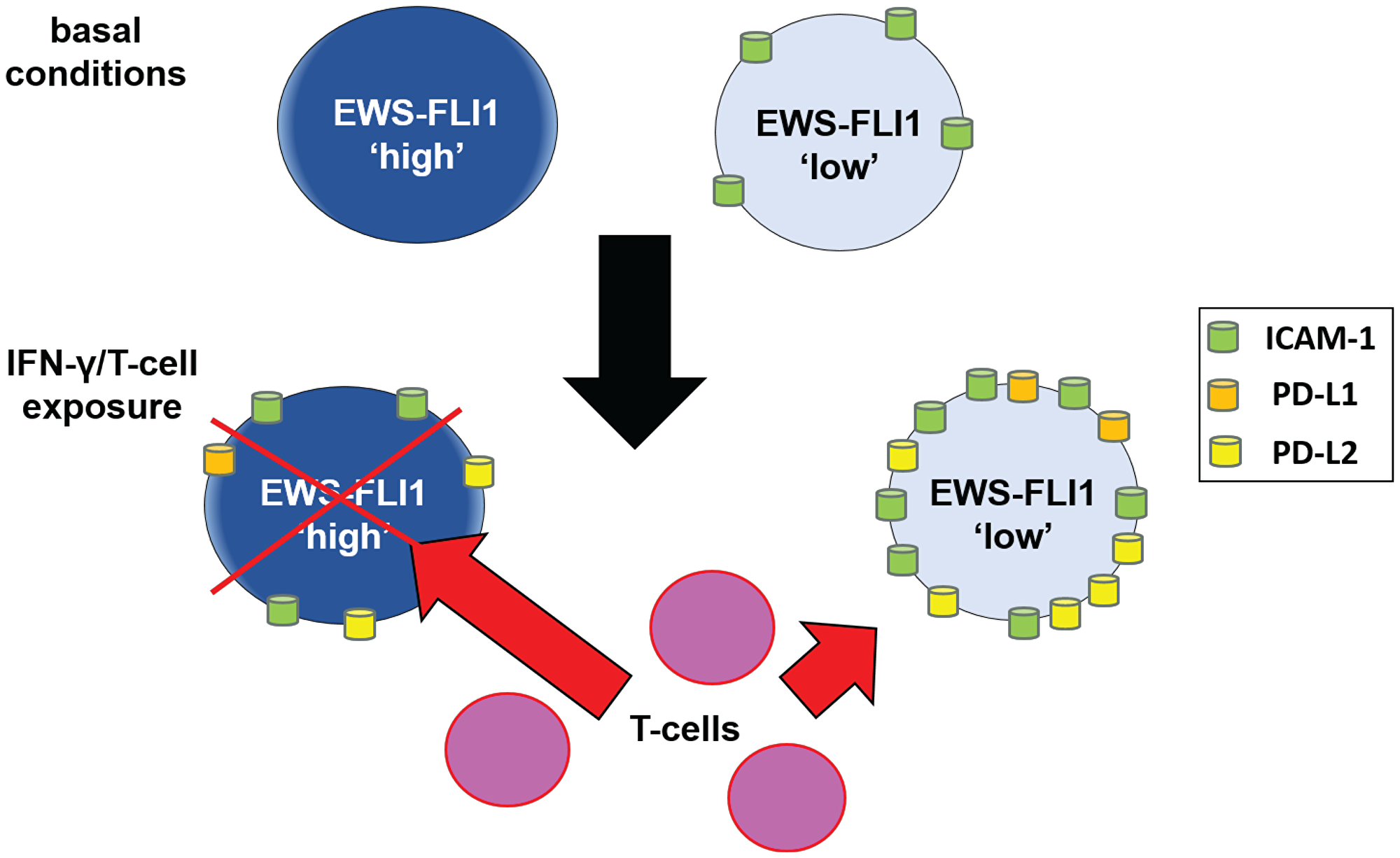 Schematic: proposed mechanism by which cells in the EWS-FLI1 low state demonstrate reduced sensitivity to T-cell mediated tumor cell apoptosis.
