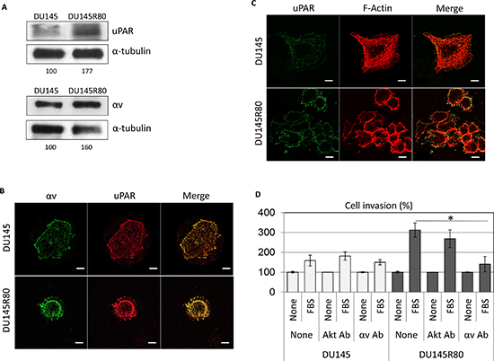Involvement of &#x03B1;v integrin in cell invasion ability of DU145R80 cells expressing higher levels of uPAR and &#x03B1;v as compared to DU145 cells.