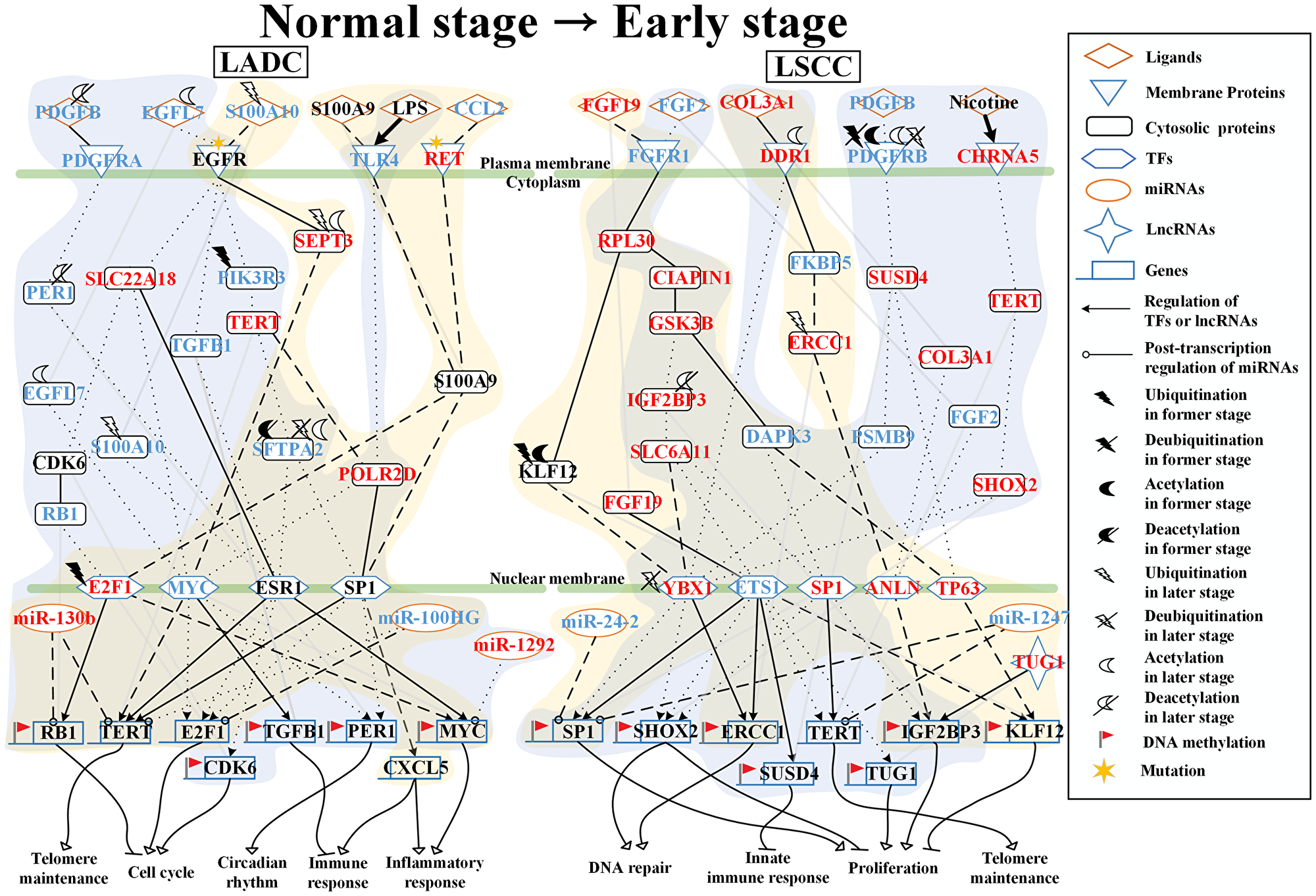 Core signaling pathways extracted from comparing genetic and epigenetic networks (GENs) between normal lung cells and early stage LADC and LSCC.