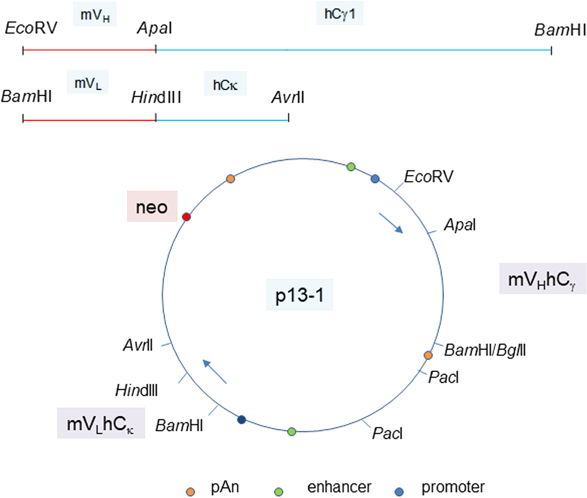 Plasmid vector for P3A5 H and L chain expression.