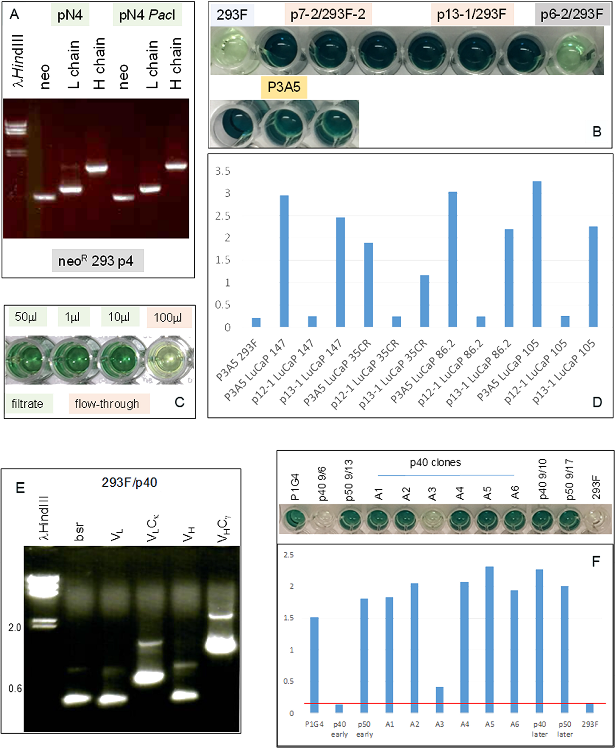 Immunoglobulin expression in transfected 293F cells.