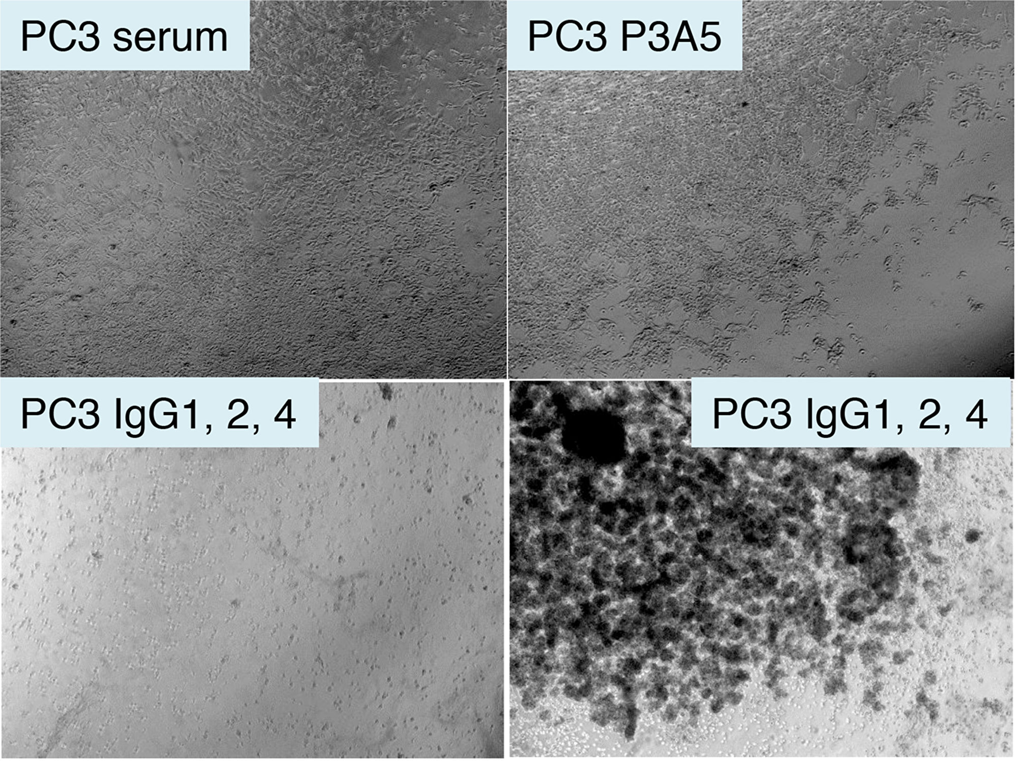 Treatment of AGR2+ PC3 cells by chimeric antibodies.