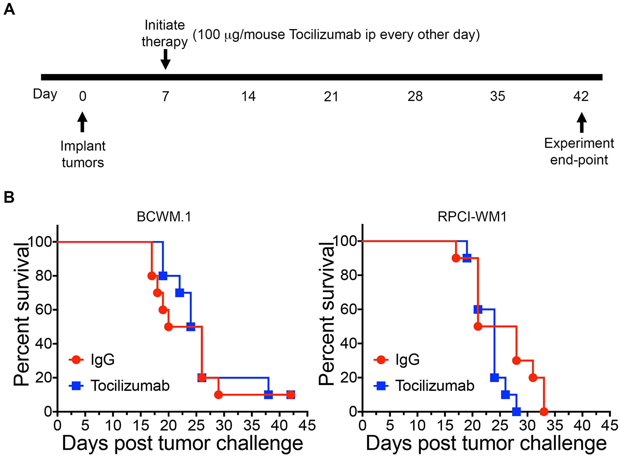 Tocilizumab therapy does not affect overall survival.