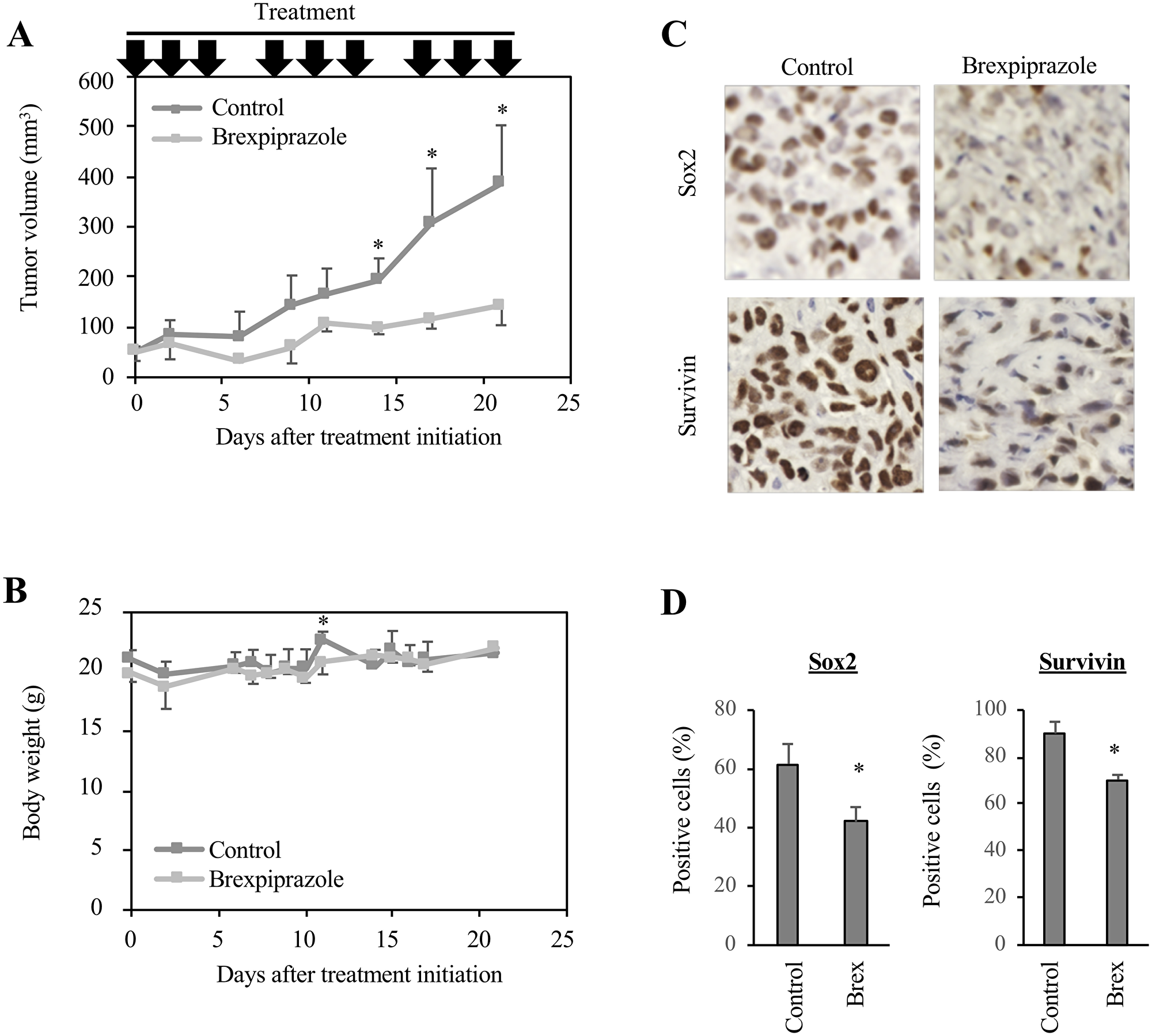 Brexpiprazole suppresses tumor growth in vivo and reduces the expression of Sox2 and survivin.