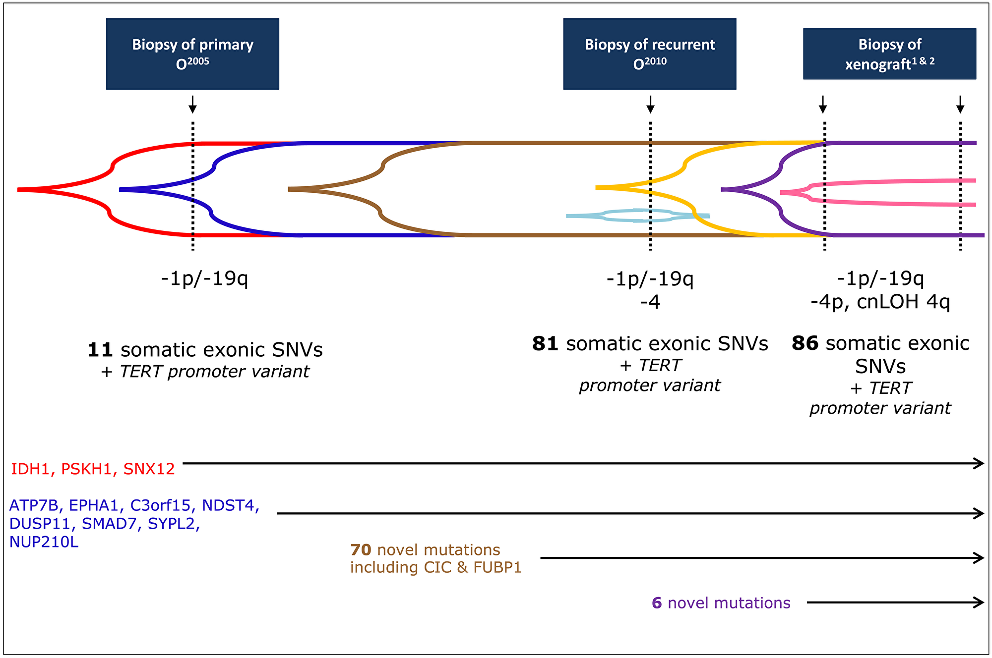 Codeletion of 1p/19q occurs before variants in FUBP1 and CIC.