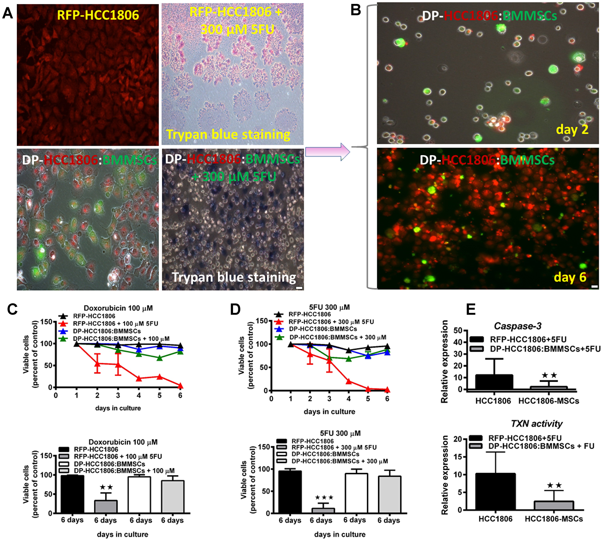 Increased cell viability and reduced cytotoxicity underlie chemoresistance to doxorubicin and 5FU.