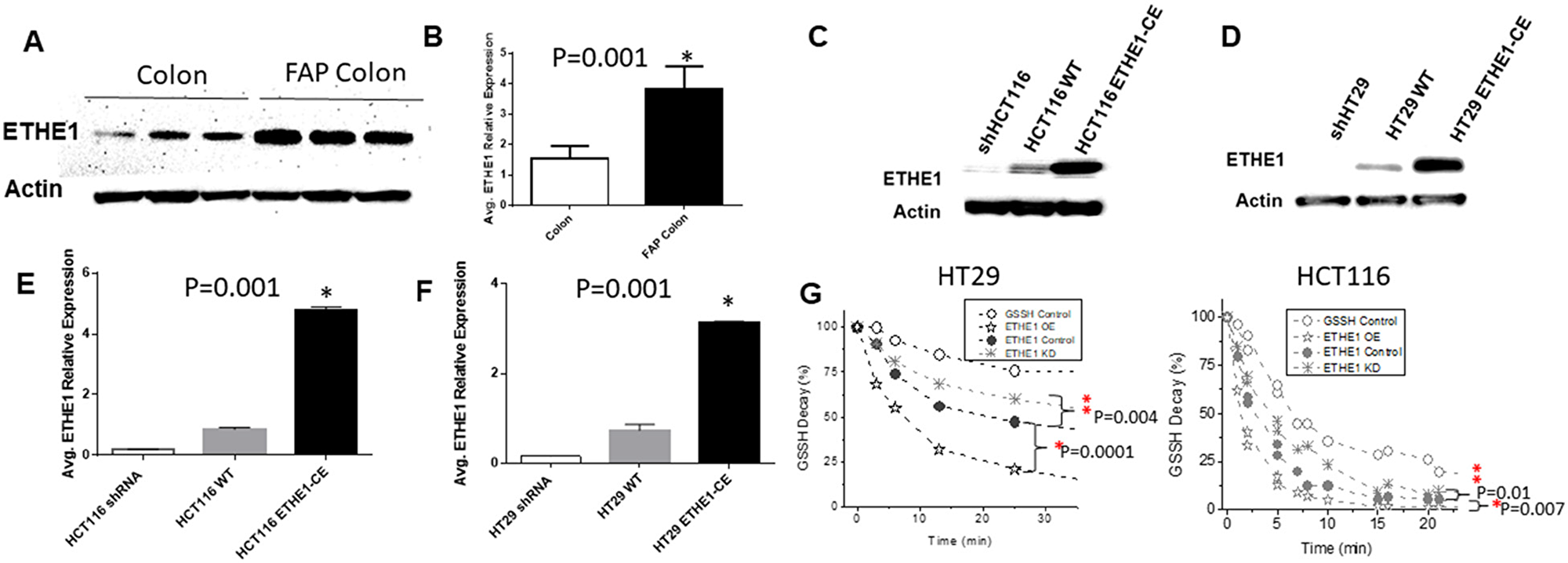Increased ETHE1 expression and Activity in FAP and CRC.