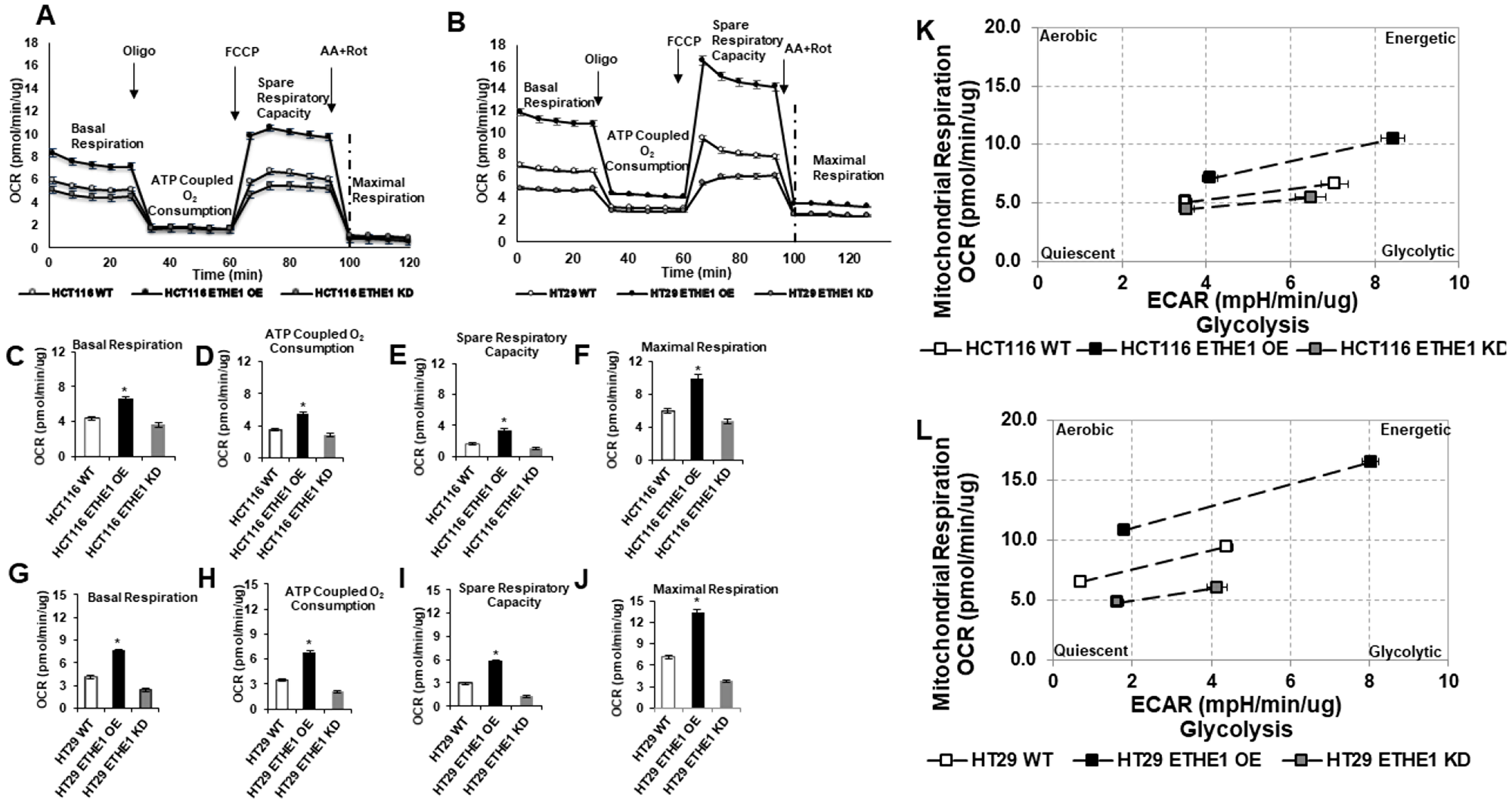 Overexpression of ETHE1 enhances CRC mitochondrial respiration.