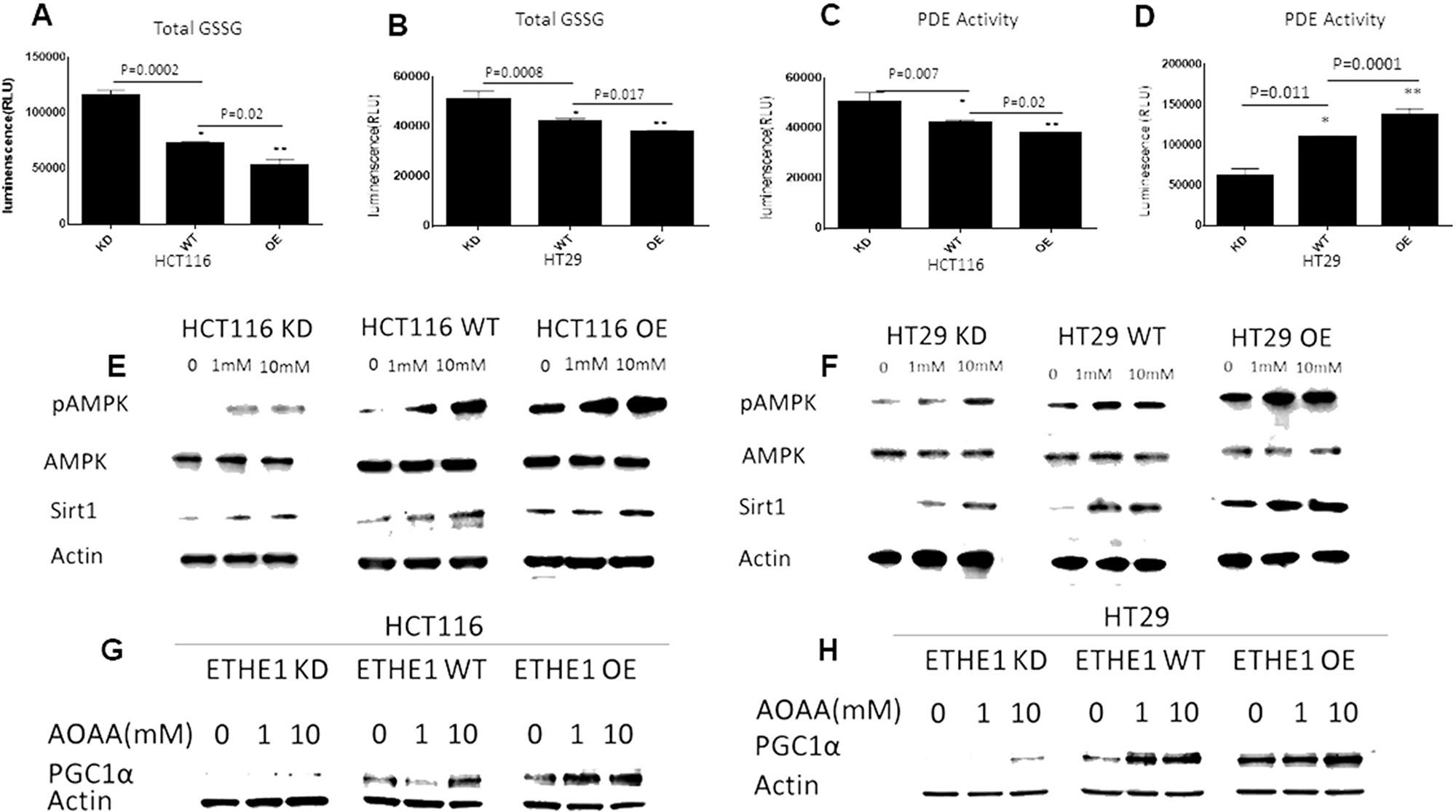 ETHE1 levels drive PDE mediated stimulation of pAMPK/Sirt1.