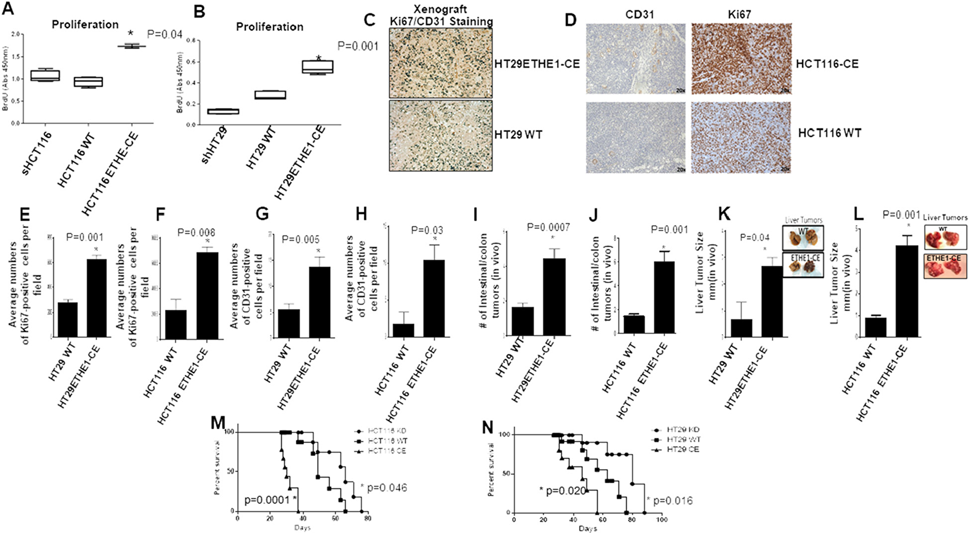 ETHE1 stimulates CRC tumorgenicity in vivo.