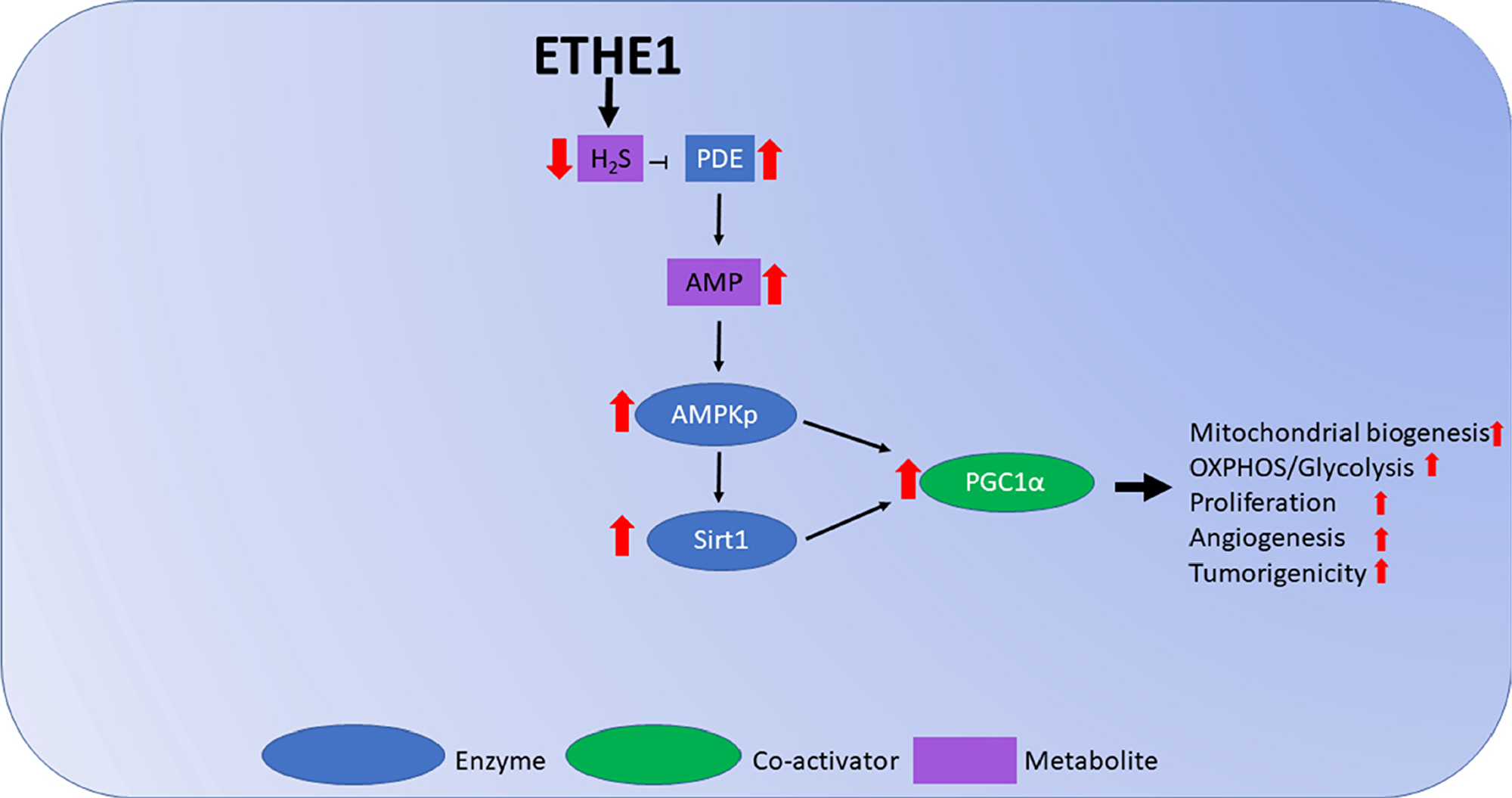 Model figure of ETHE1 roles in FAP.