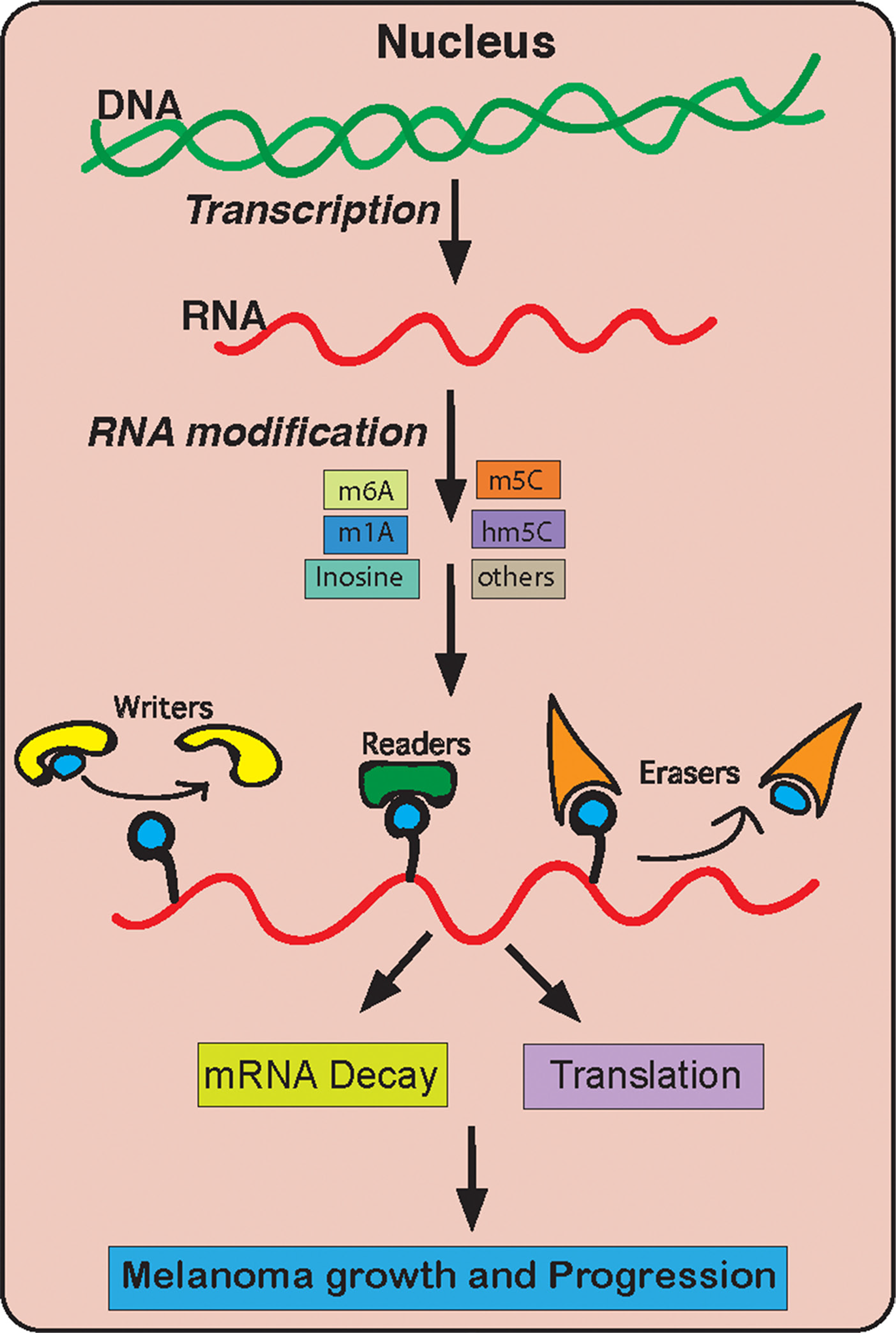 A model summarizing the role of RNA modification genes in melanoma growth and development.