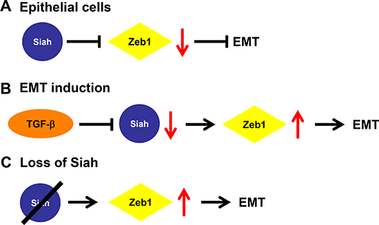 Proposed mechanism of Siah-mediated regulation of EMT.