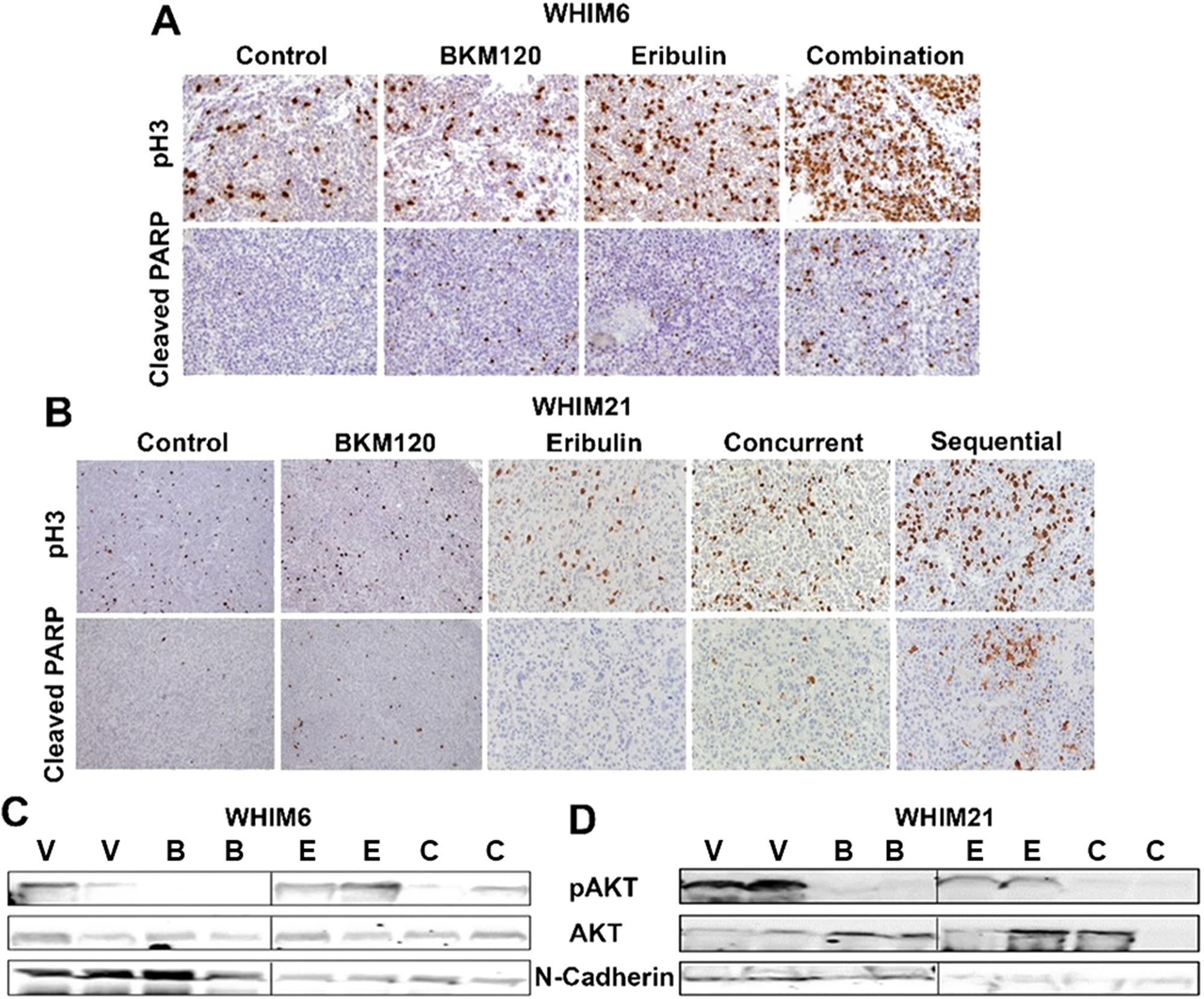 Eribulin in combination with BKM120 induces more apoptosis, mitotic cell cycle arrest and target inhibition in TNBC PDXs.