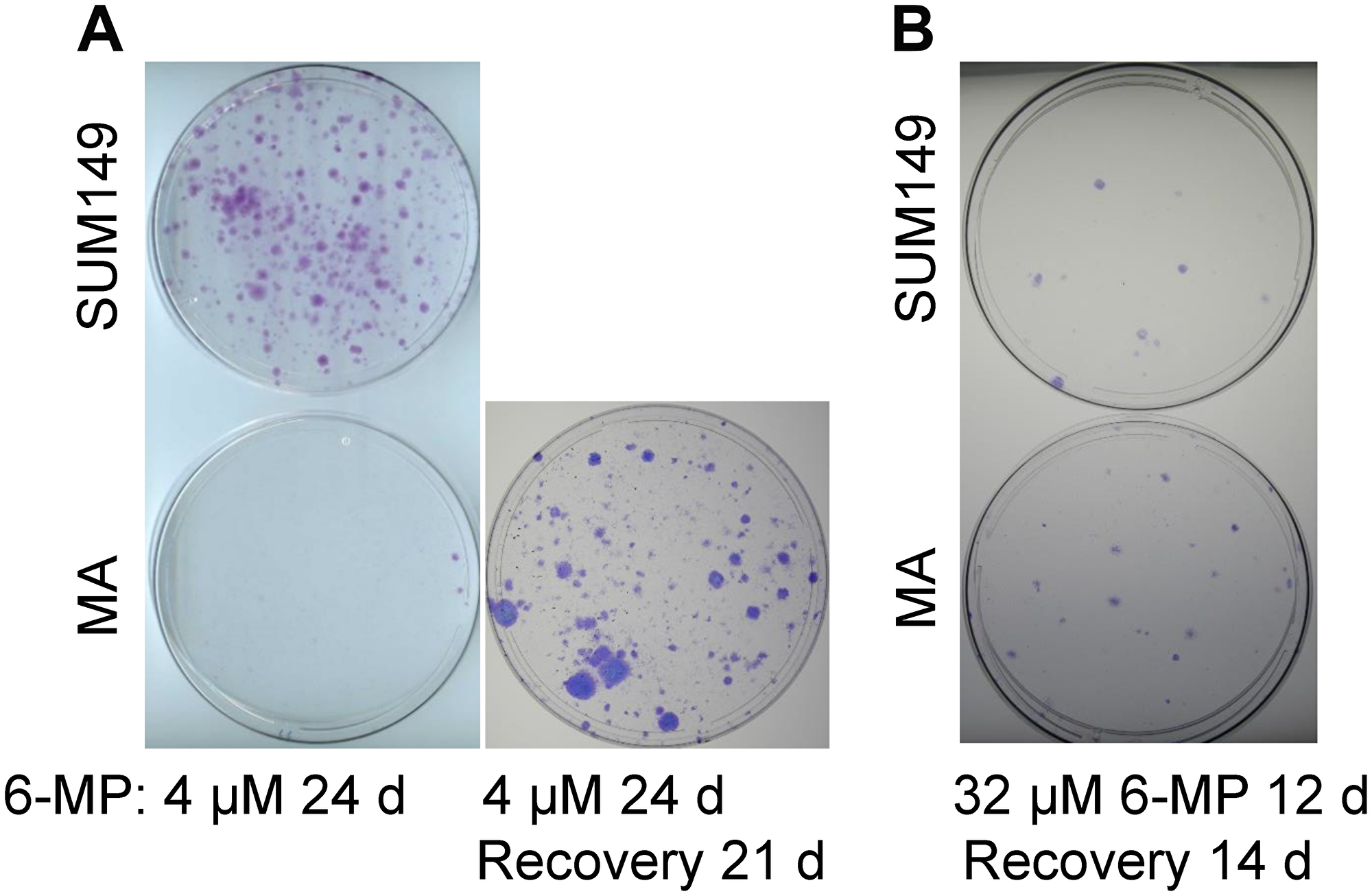 Differential effects of low-dose versus high-dose 6-MP on MA cells.