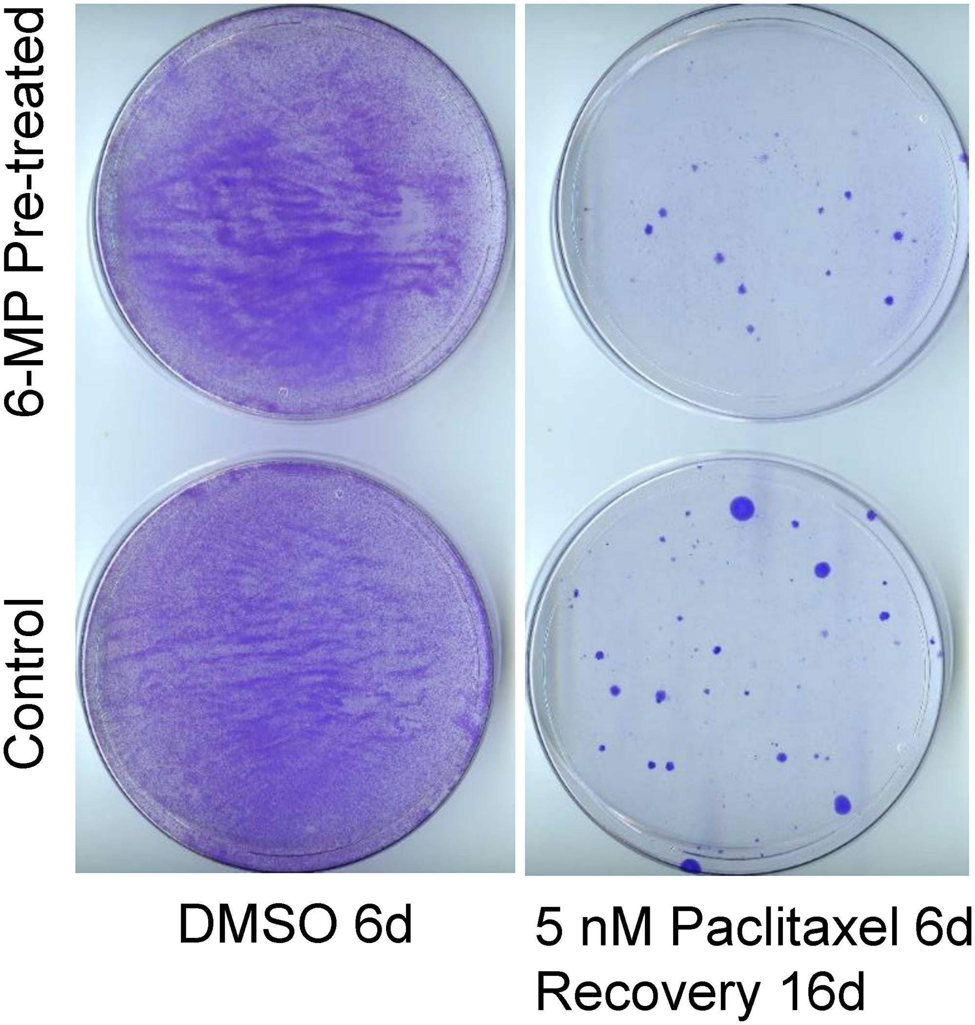 SUM149 cells surviving 6-MP treatment do not have increased resistance to paclitaxel.