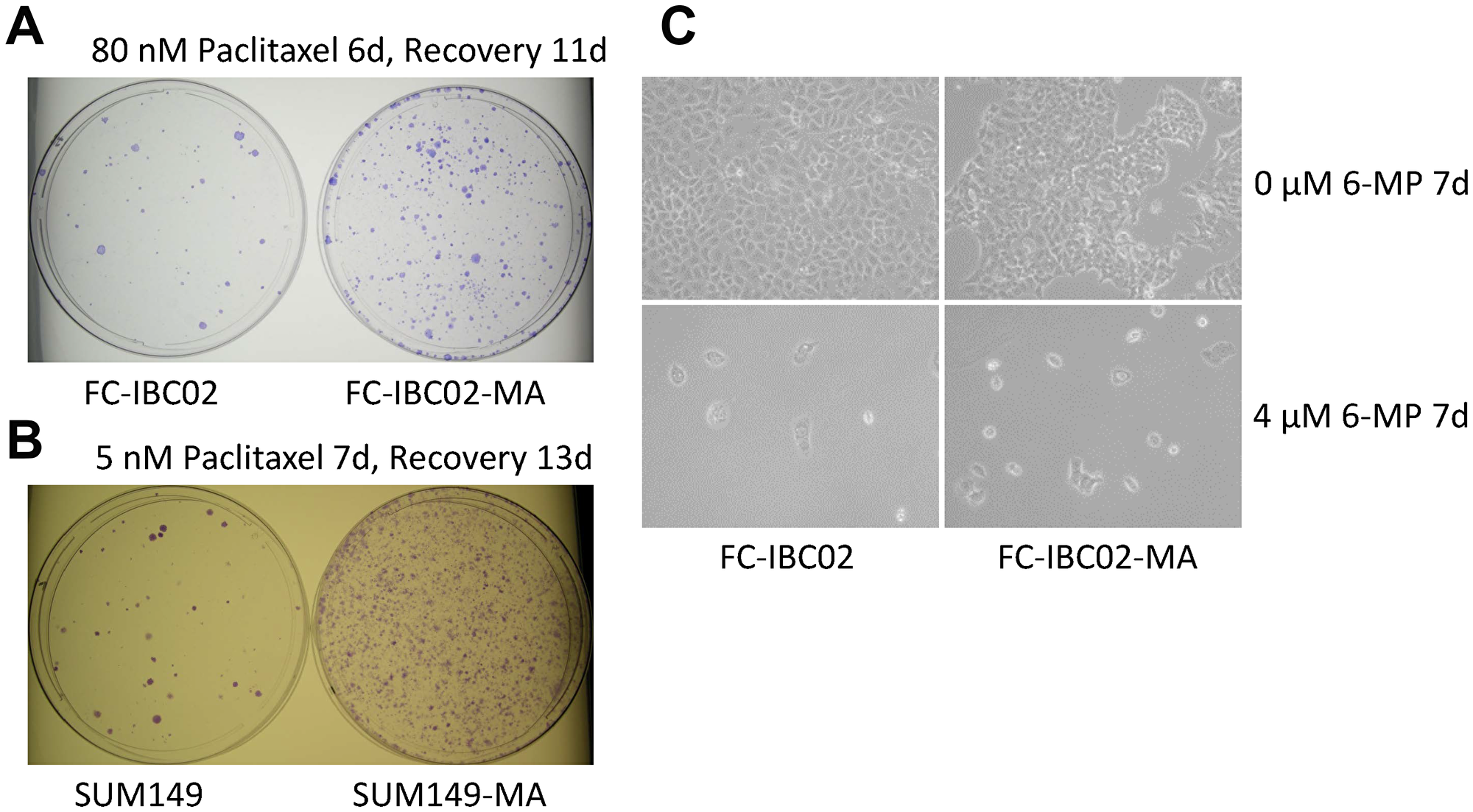 6-MP severely inhibits highly resistant FC-IBC02 and FC-IBC02-MA cells.