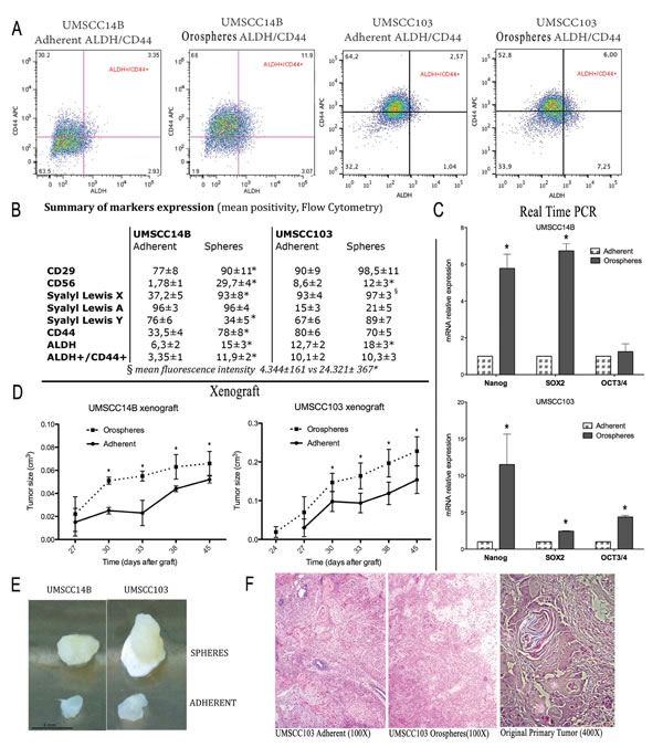 Cancer stem cell characterization.