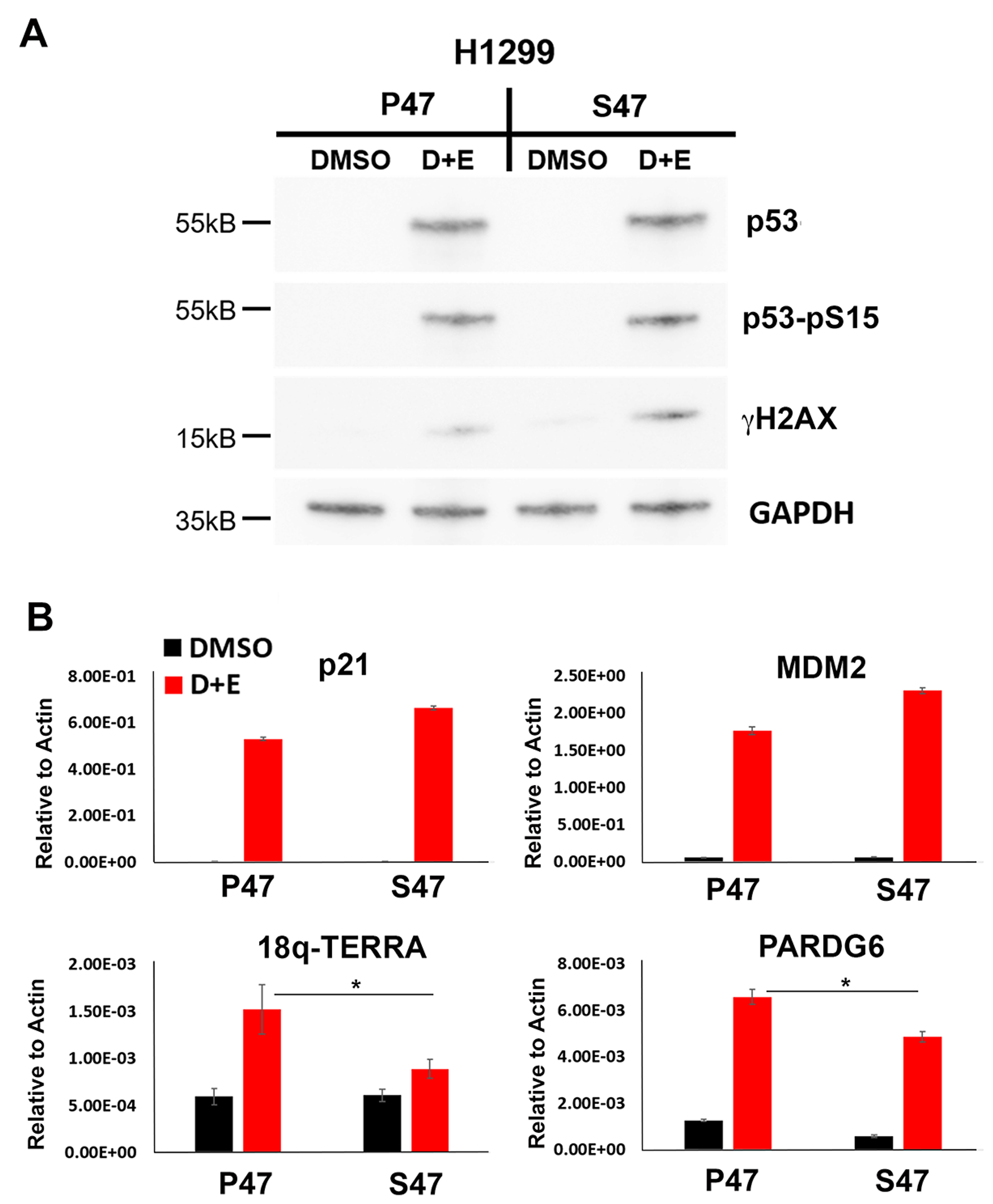 Human p53 S47 is deficient for DNA damage-induced activation of TERRA transcription.