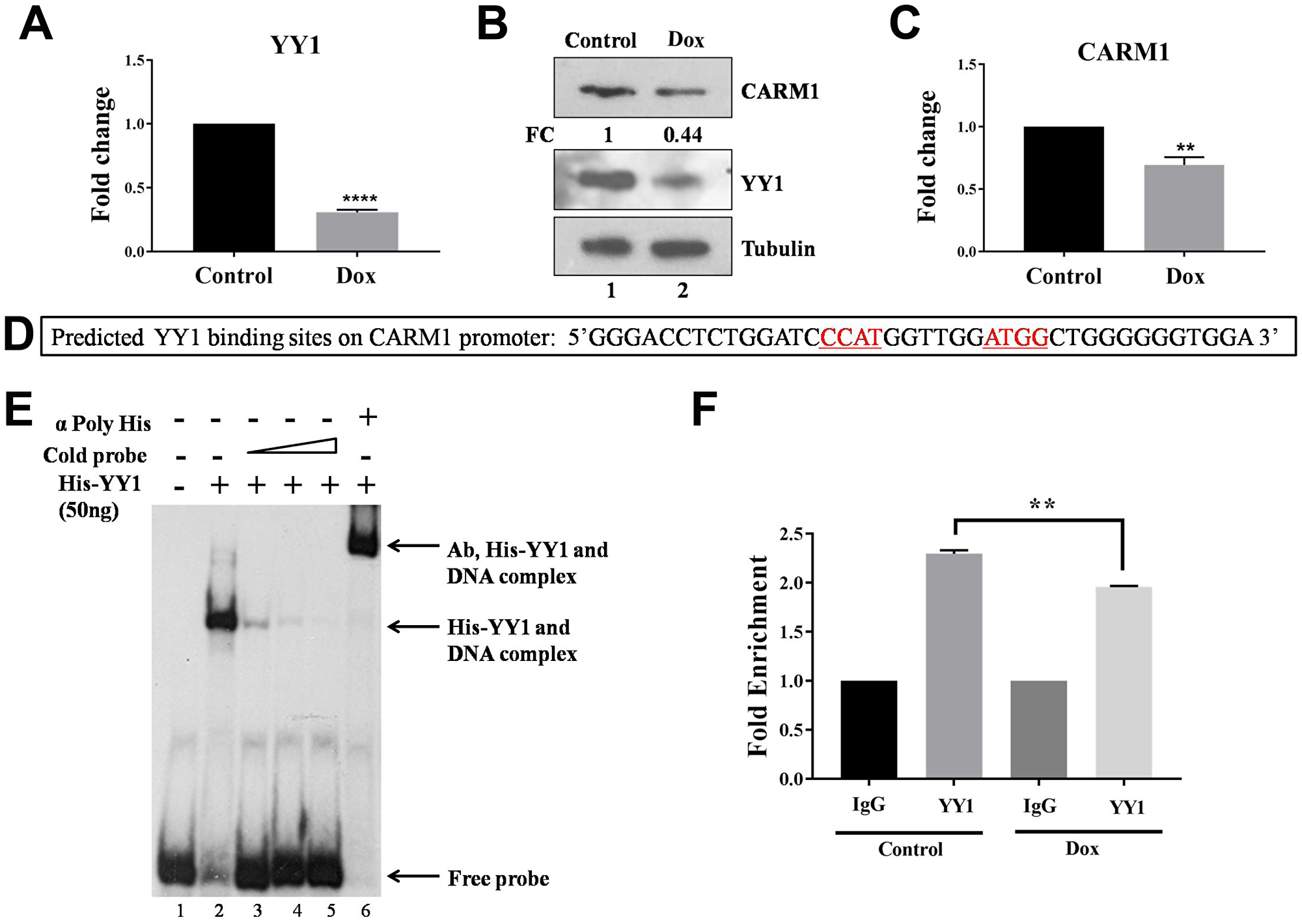 YY1 regulates CARM1 expression.