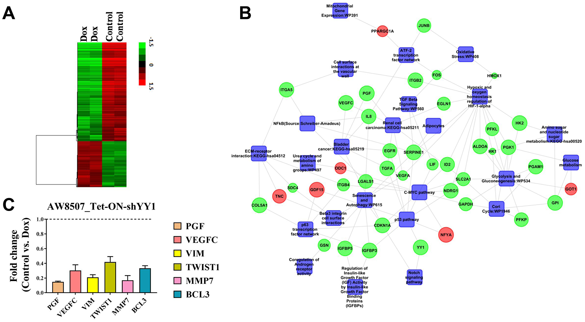 YY1 regulates multiple oncogenic pathways in oral cancer cells.