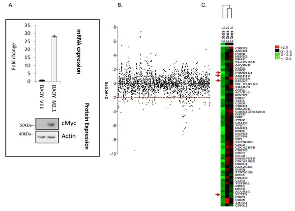 High-throughput lipid and protein kinase siRNA screen aimed at identifying drug targets for cMyc-overexpressing medulloblastoma cells.