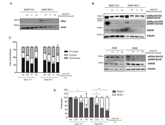 PCTK1 inhibition affects numerous cellular processes in c-Myc hallmarked MB cell lines.