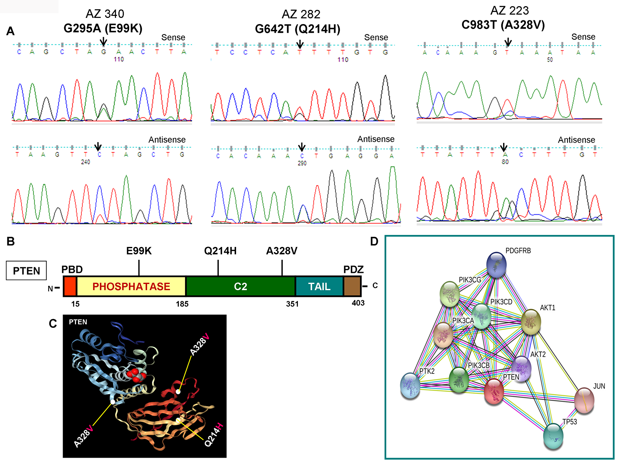 Identification of PTEN mutations, corresponding domains, and interactome of PTEN.