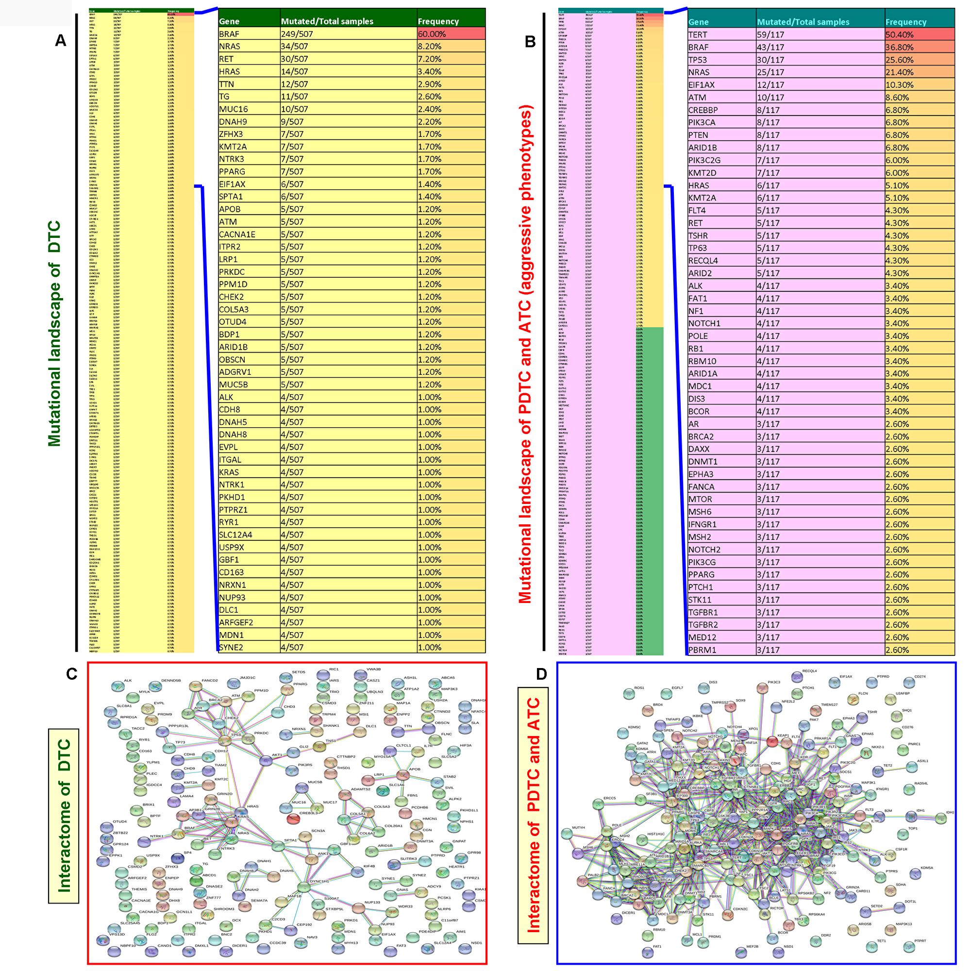 Mutated gene-mediated interactome of DTC and aggressive thyroid cancers (PDTC and ATC).