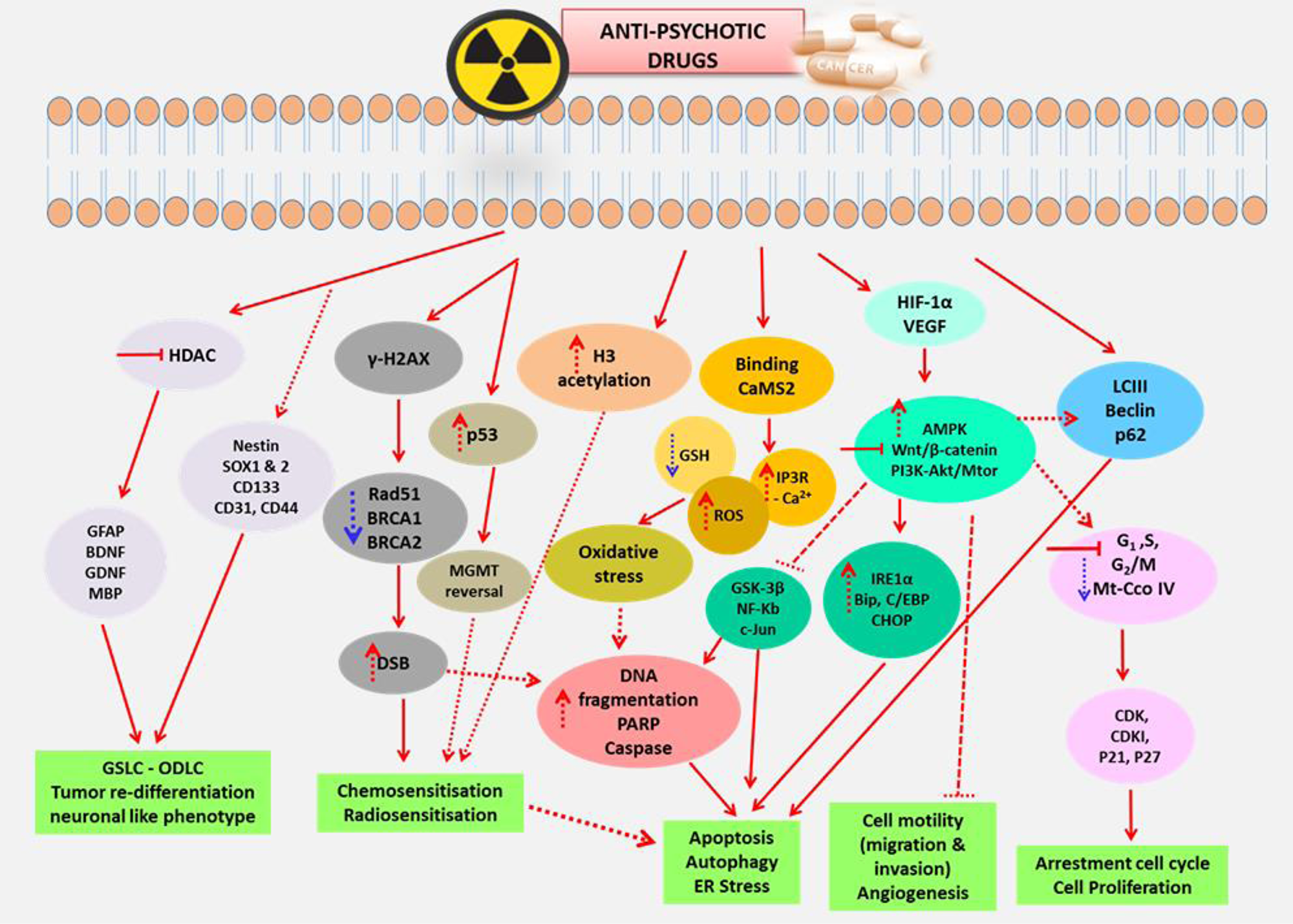 The summarized mechanistic pathways and molecular targets of anti-psychotic drugs.