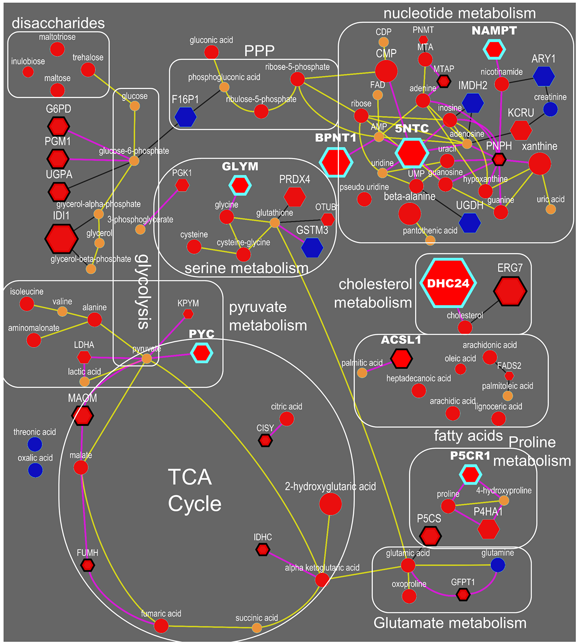 Integrated biochemical pathway visualization for metabolite and proteins datasets.