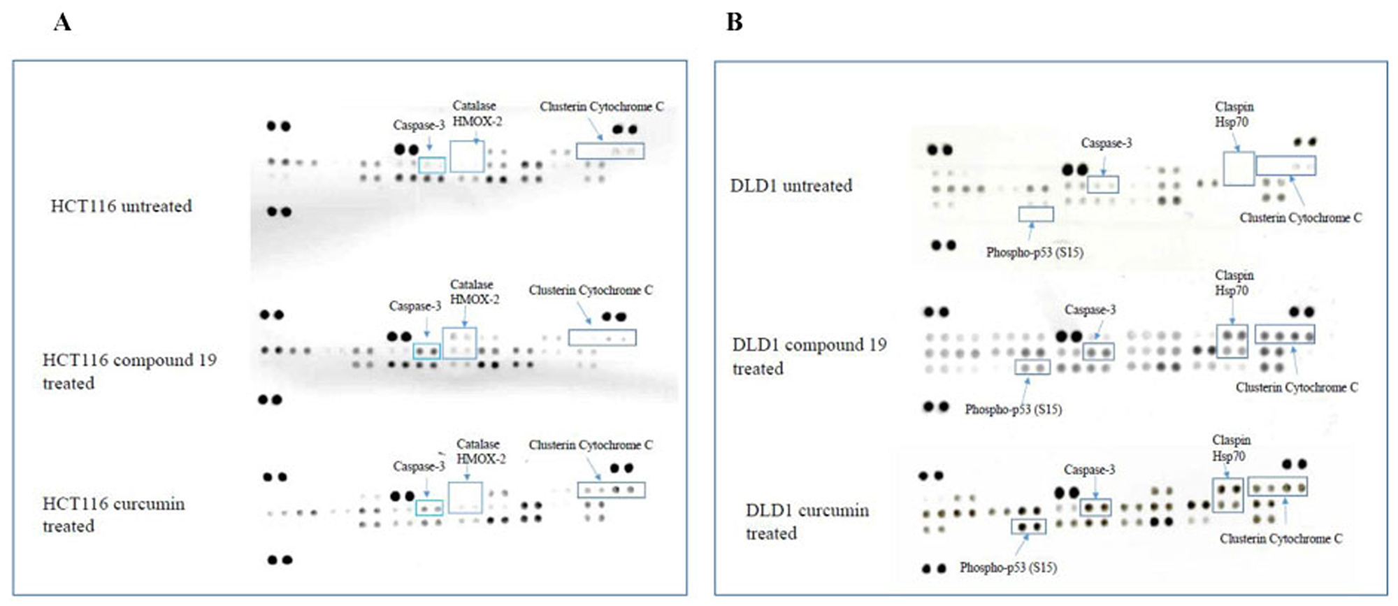 Human apoptosis array analyses of colorectal cancer cell lines treated with compound 19 and curcumin.