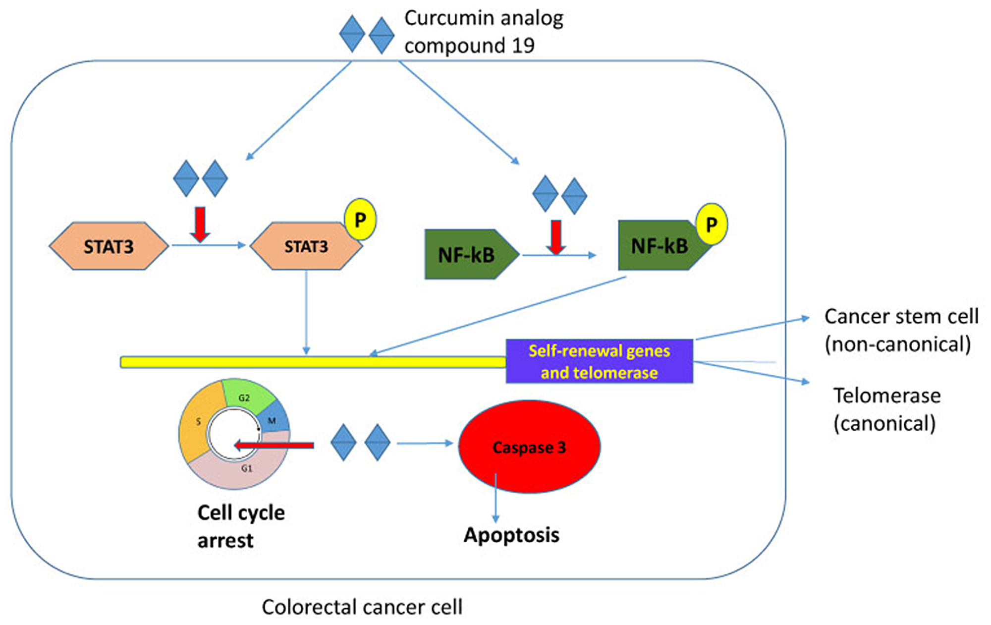 Schematic representation of compound 19 in colorectal cancer cells.