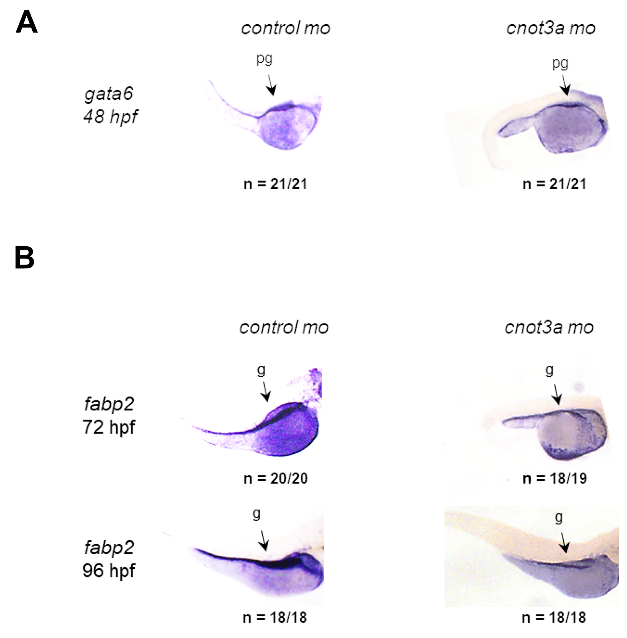 CNOT3 is required for intestinal differentiation.