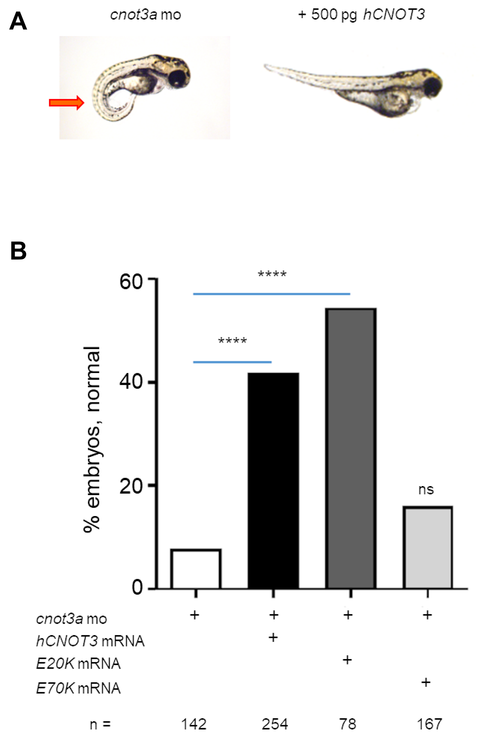 Functional characterization of CNOT3 variants.