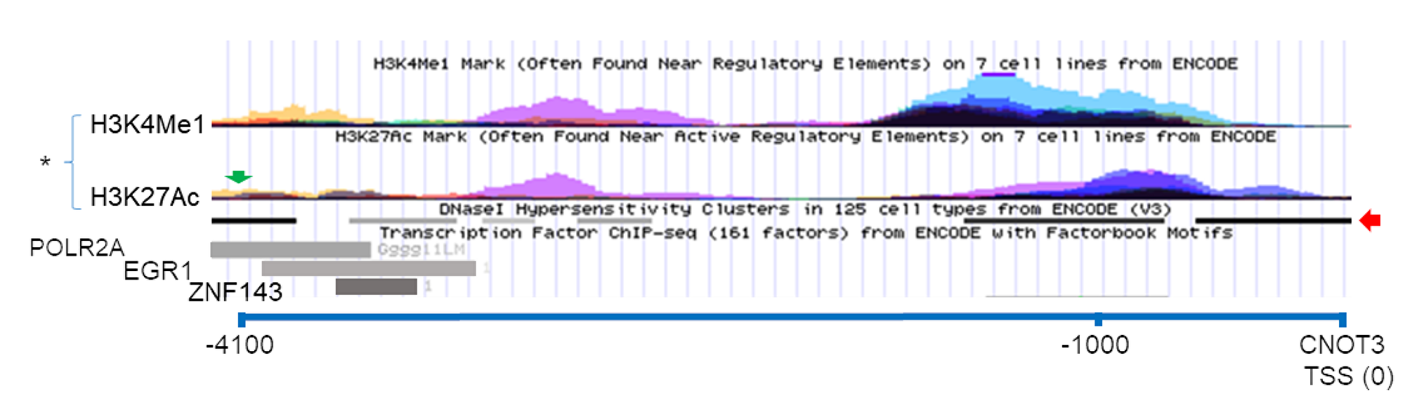 Possible CTBP1 binding site near the CNOT3 gene.