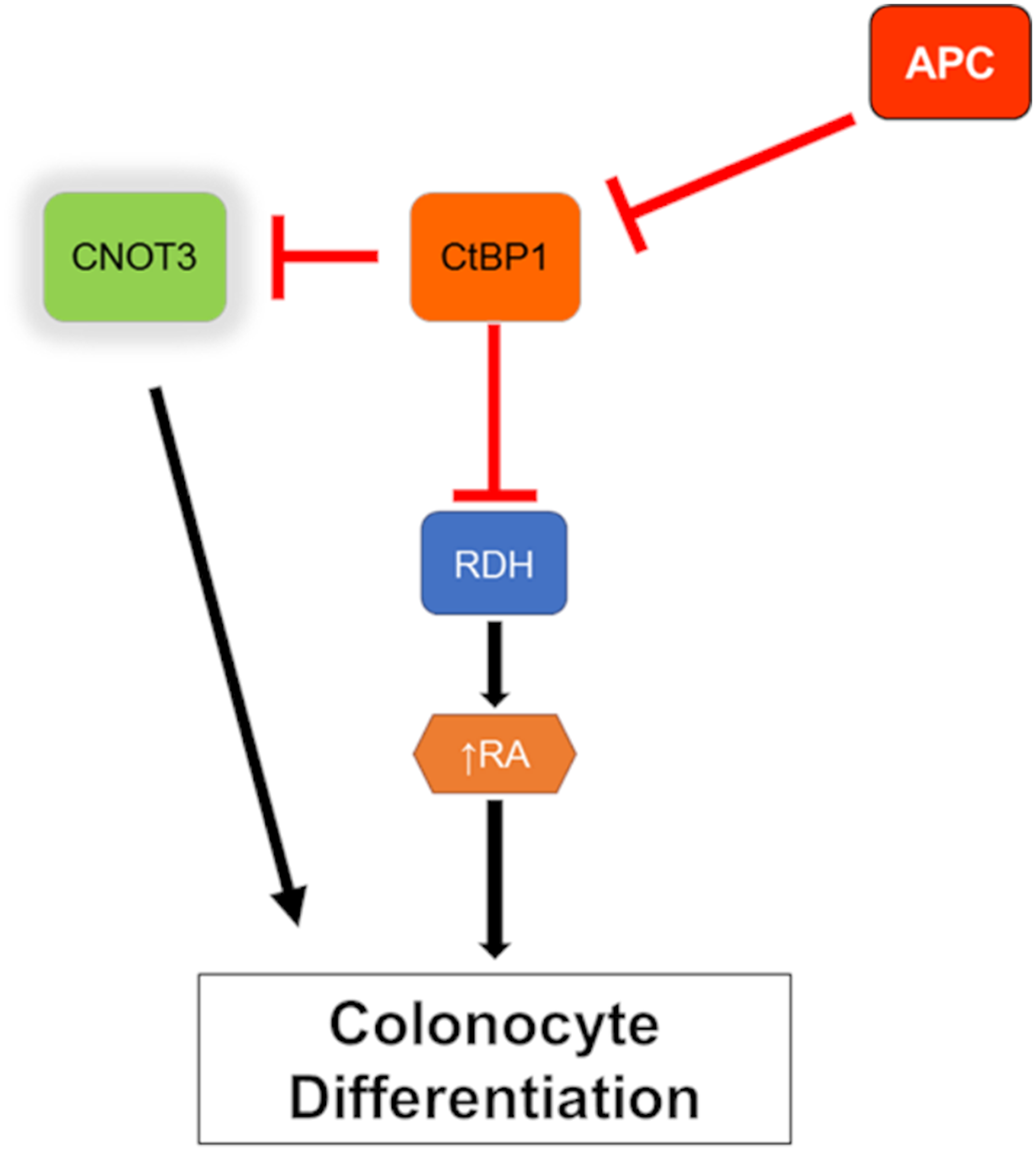 Model of CNOT3 involvement in intestinal differentiation.