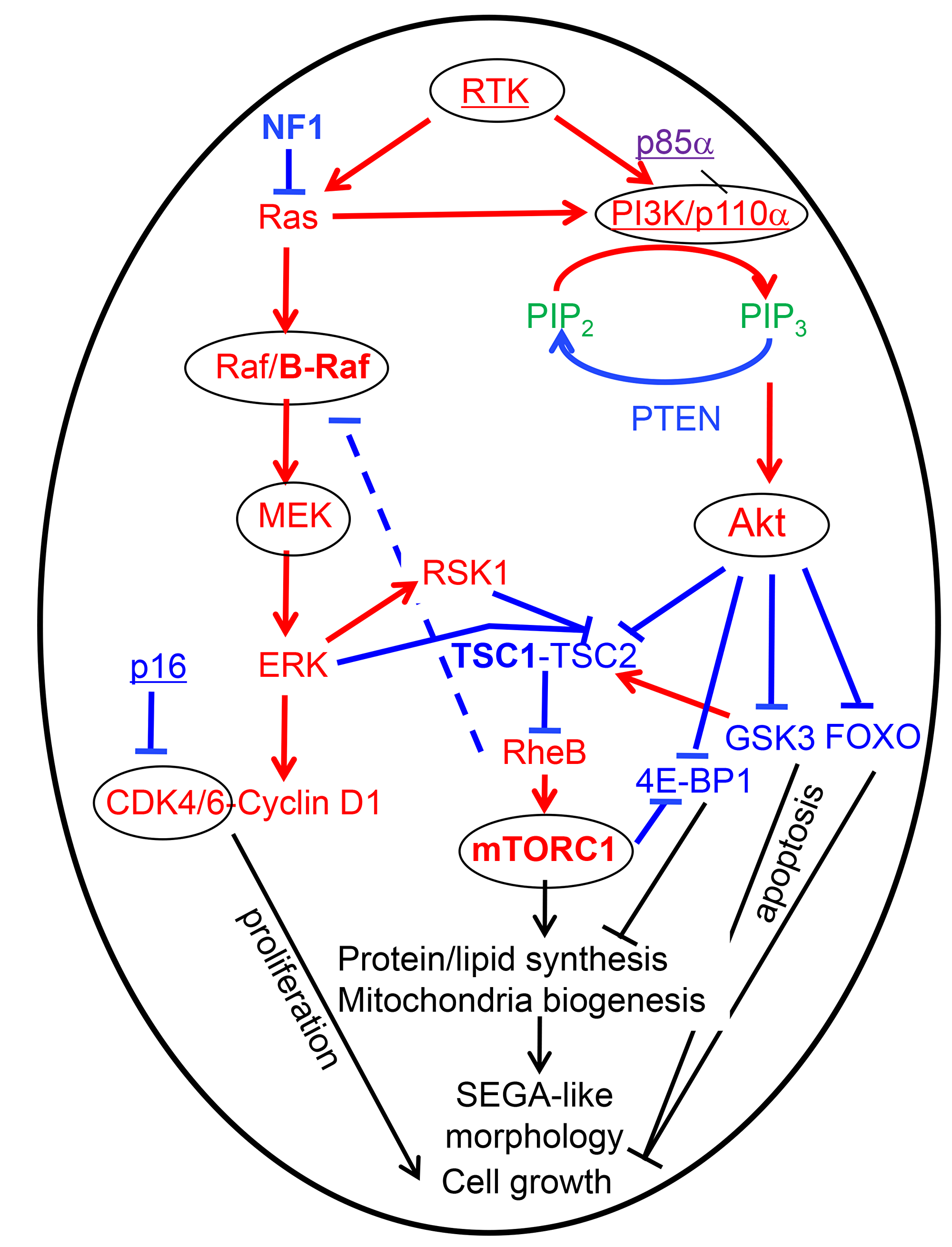 Therapy-oriented mTORC1 signaling model in epithelioid/SEGA-like glioblastoma has been compiled from various sources [3, 9, 25, 46].