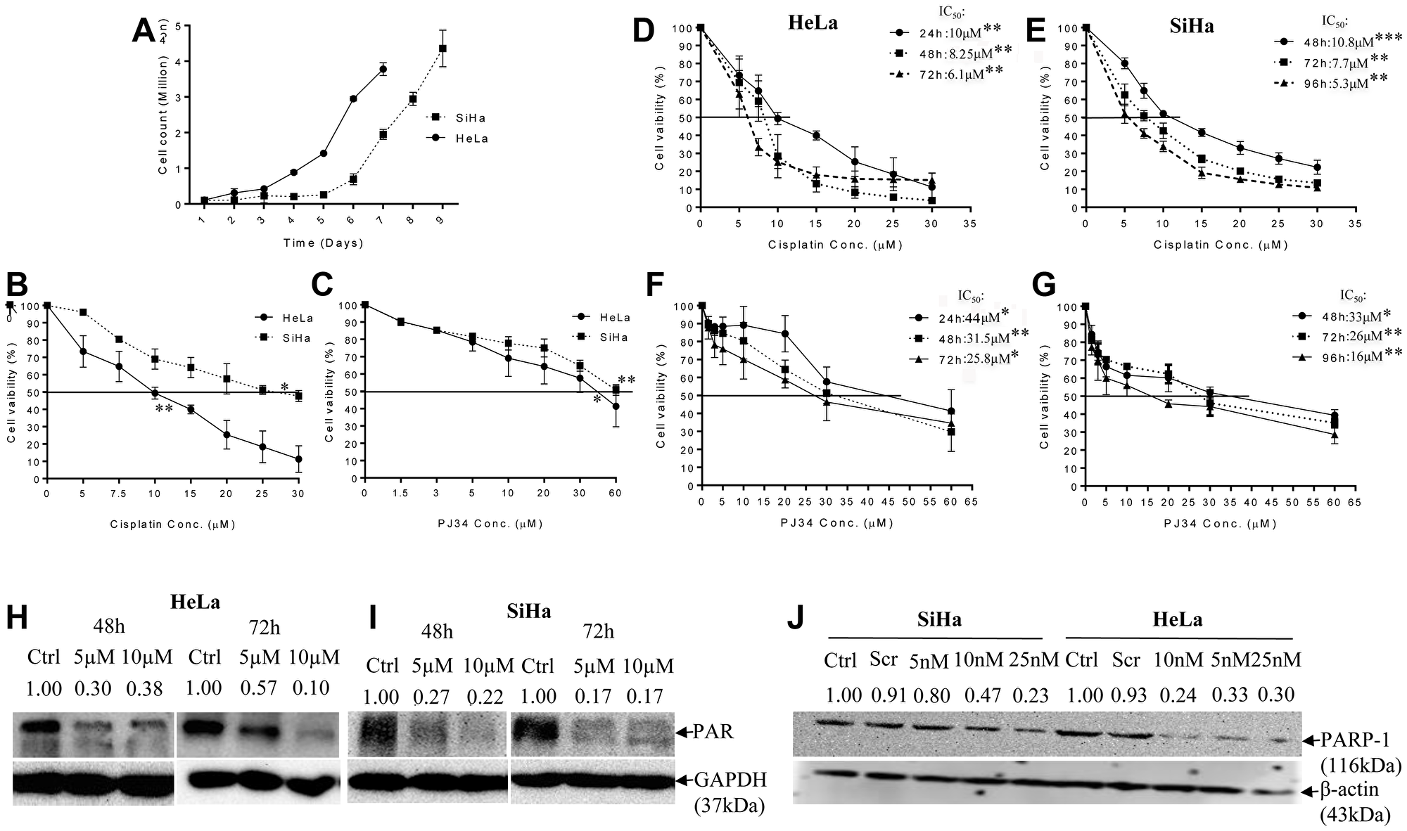 Doubling time and dose-response effect of PJ34 & CDDP on cell vaibility and representative immunoblots confirming PARP-1 inhibition.