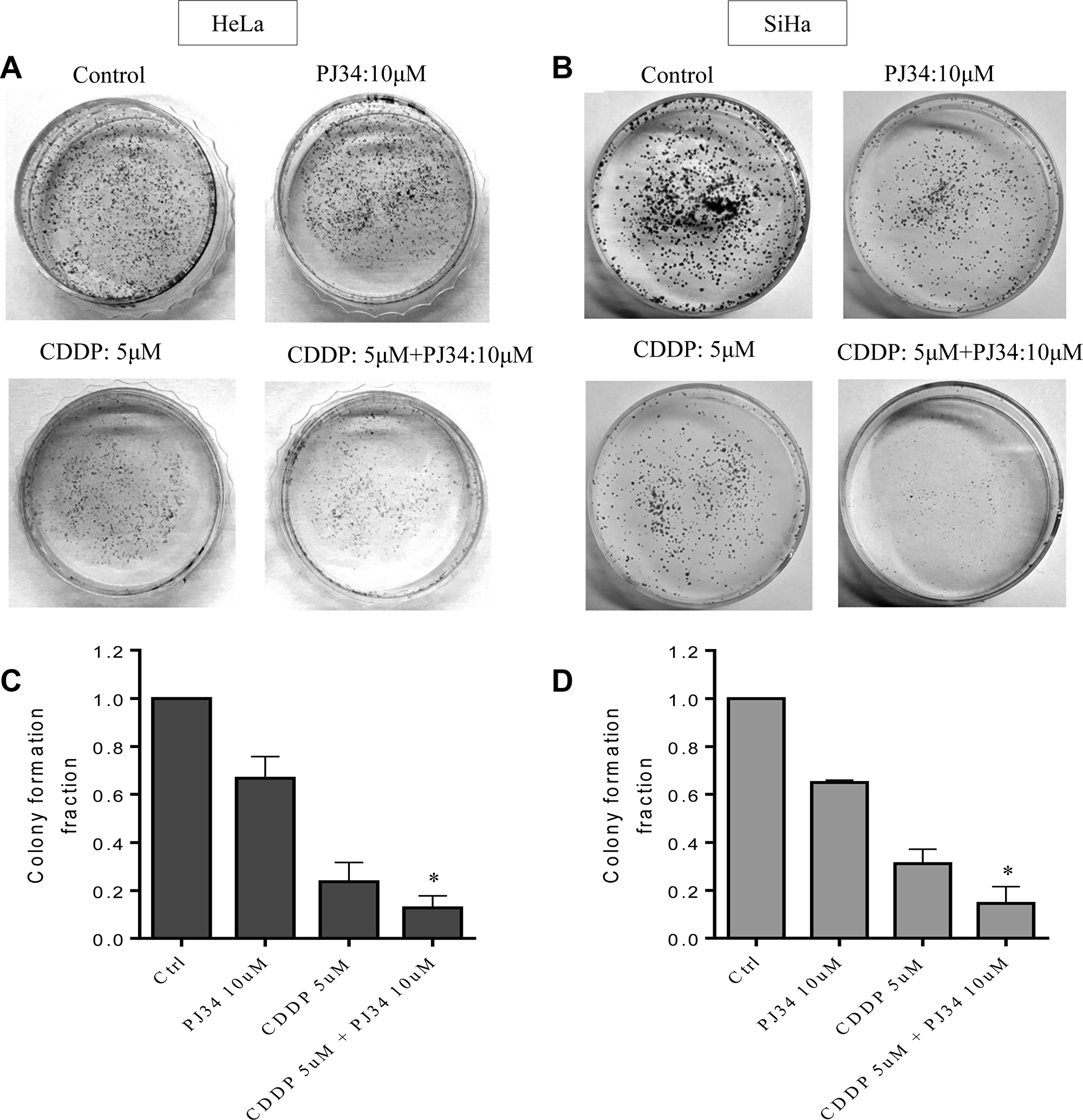 Combined effect of PJ34 & CDDP on colony formation assay.