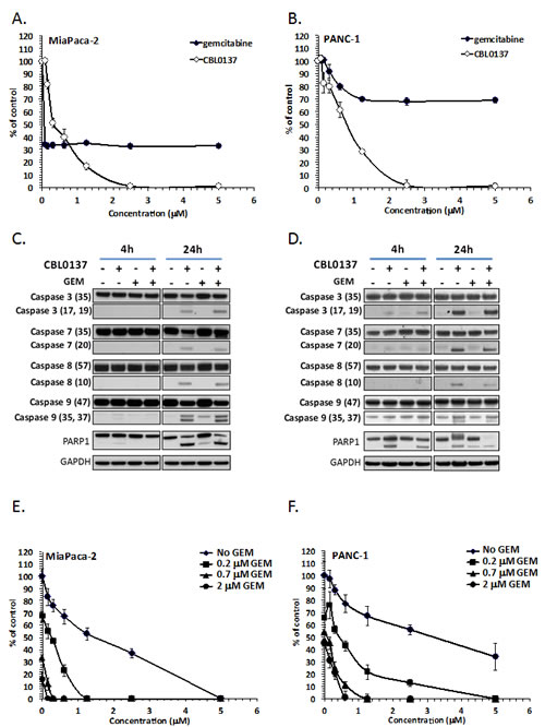 CBL0137 and gemcitabine toxicity to pancreatic ductal adenocarcinoma cell lines.
