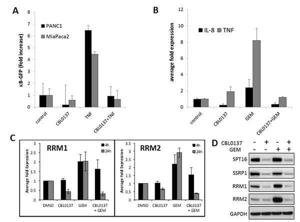 CBL0137 inhibit gemcitabine induced transcriptional responses.