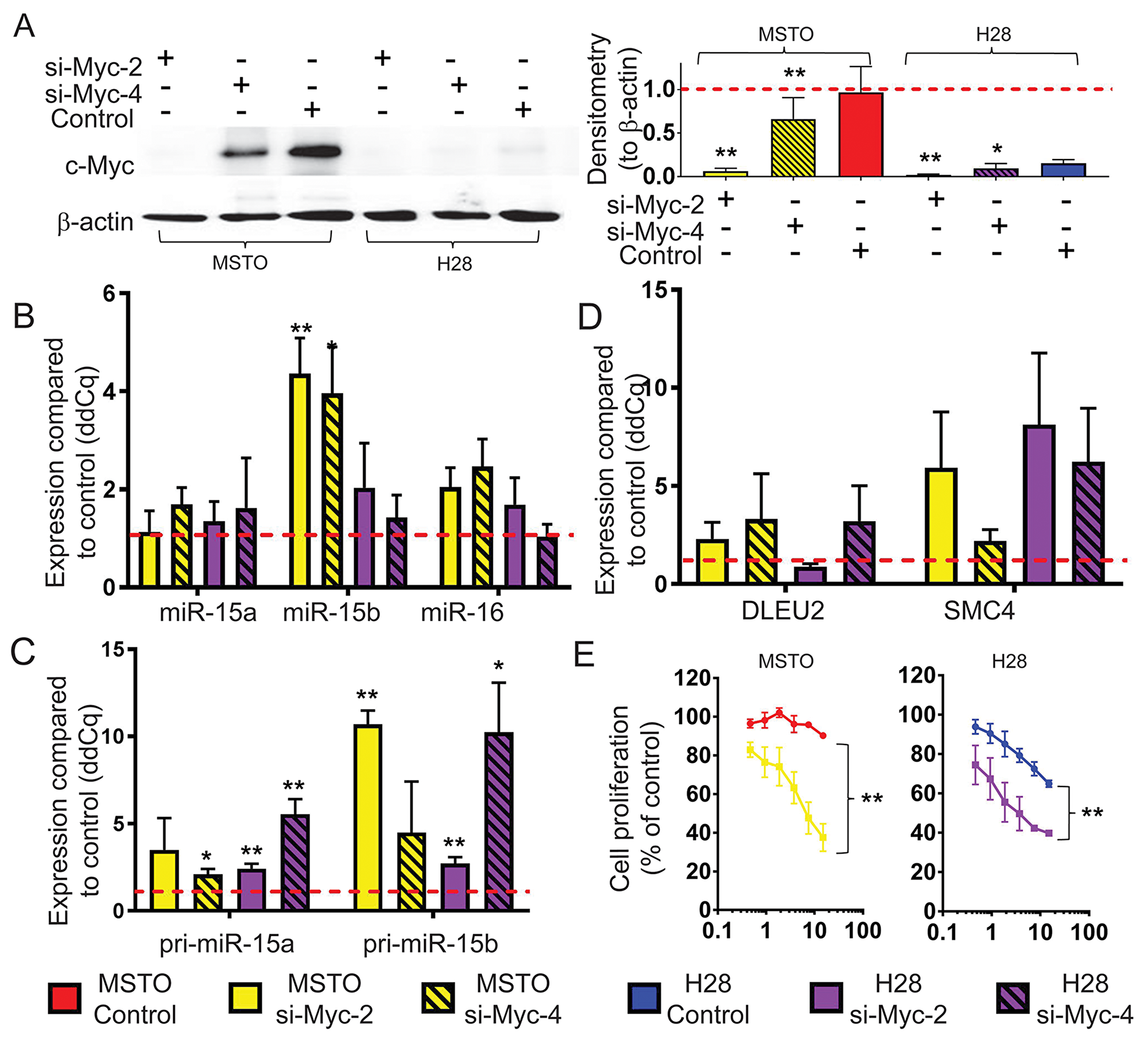 Myc knockdown causes an upregulation of mature miR-15b/16-2 expression and its processing intermediates and inhibits cell growth.