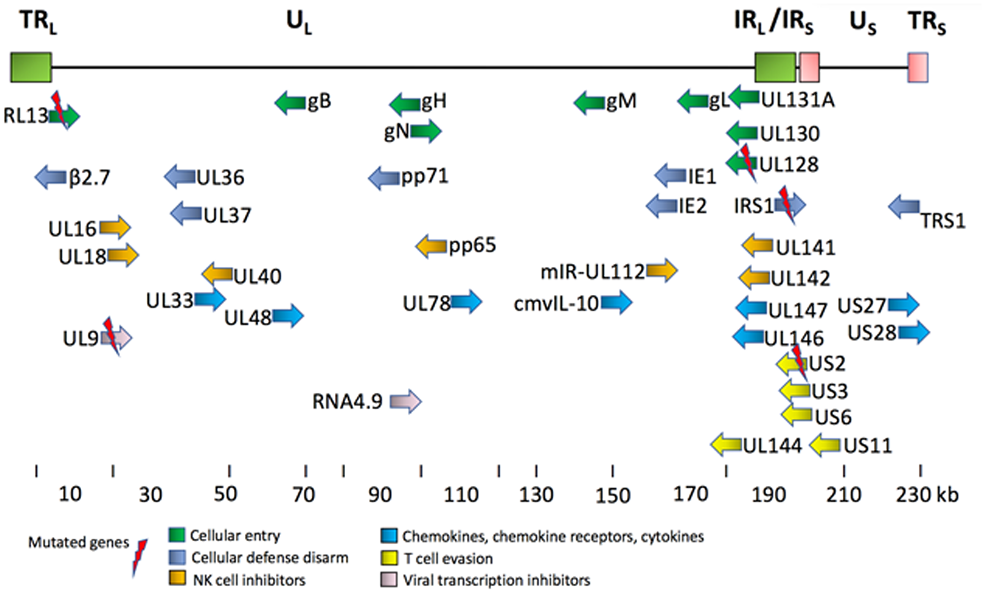 Key proteins encoded by HCMV genome [8, 119].