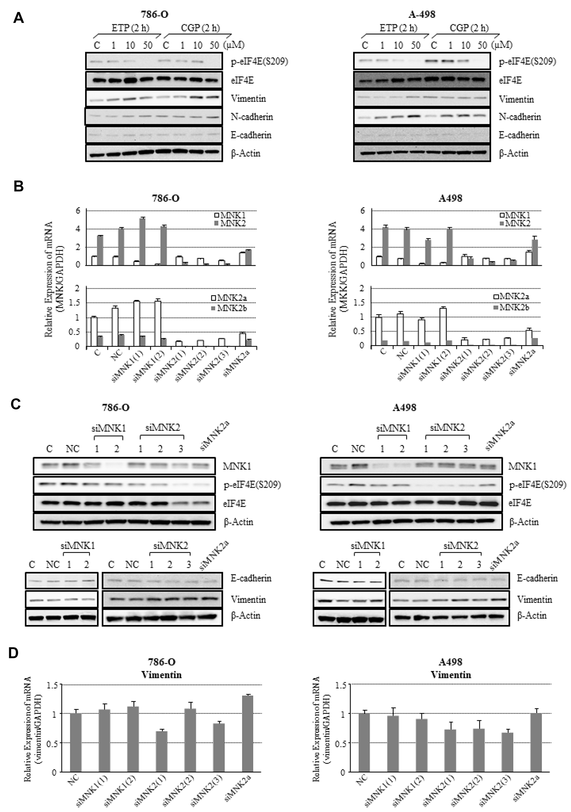 Effects of MNK inhibition on MNK/eIF4E signaling and expression of EMT markers in 786-O and A498 cells.