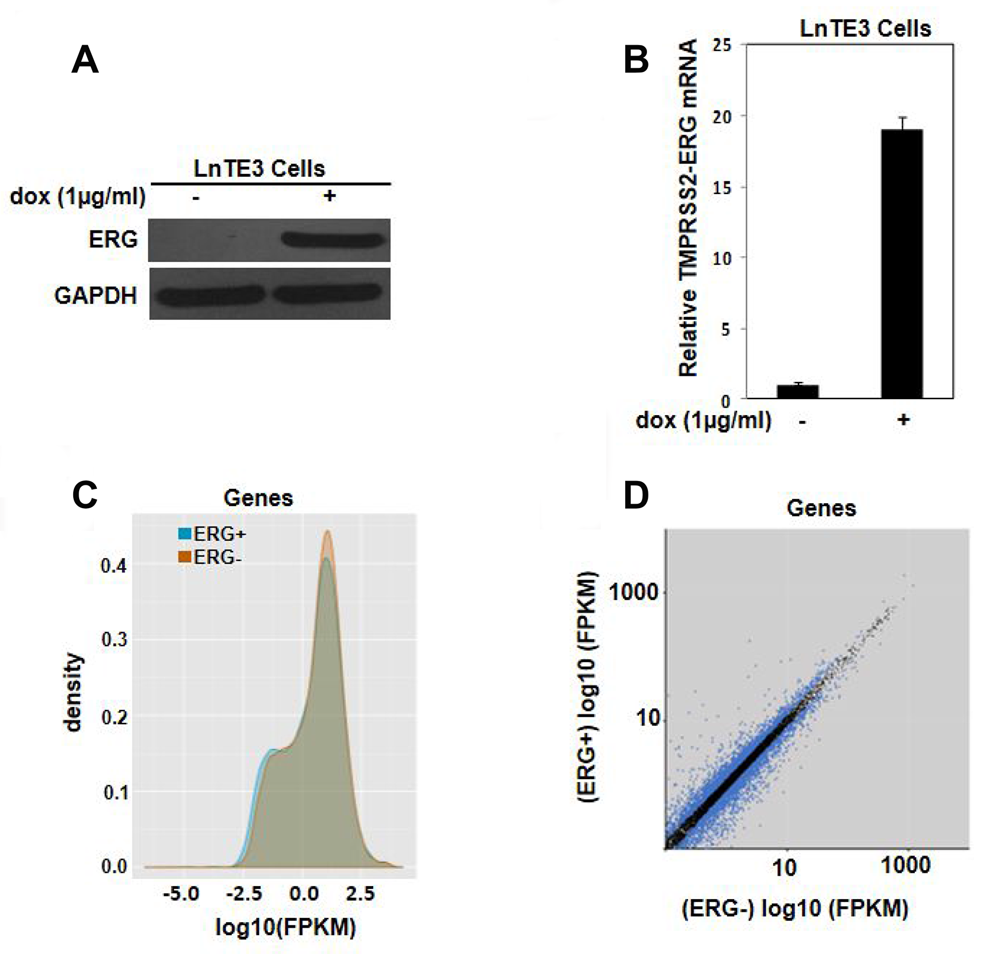 Transcriptomic analysis of ERG-inducible LNCaP cells.