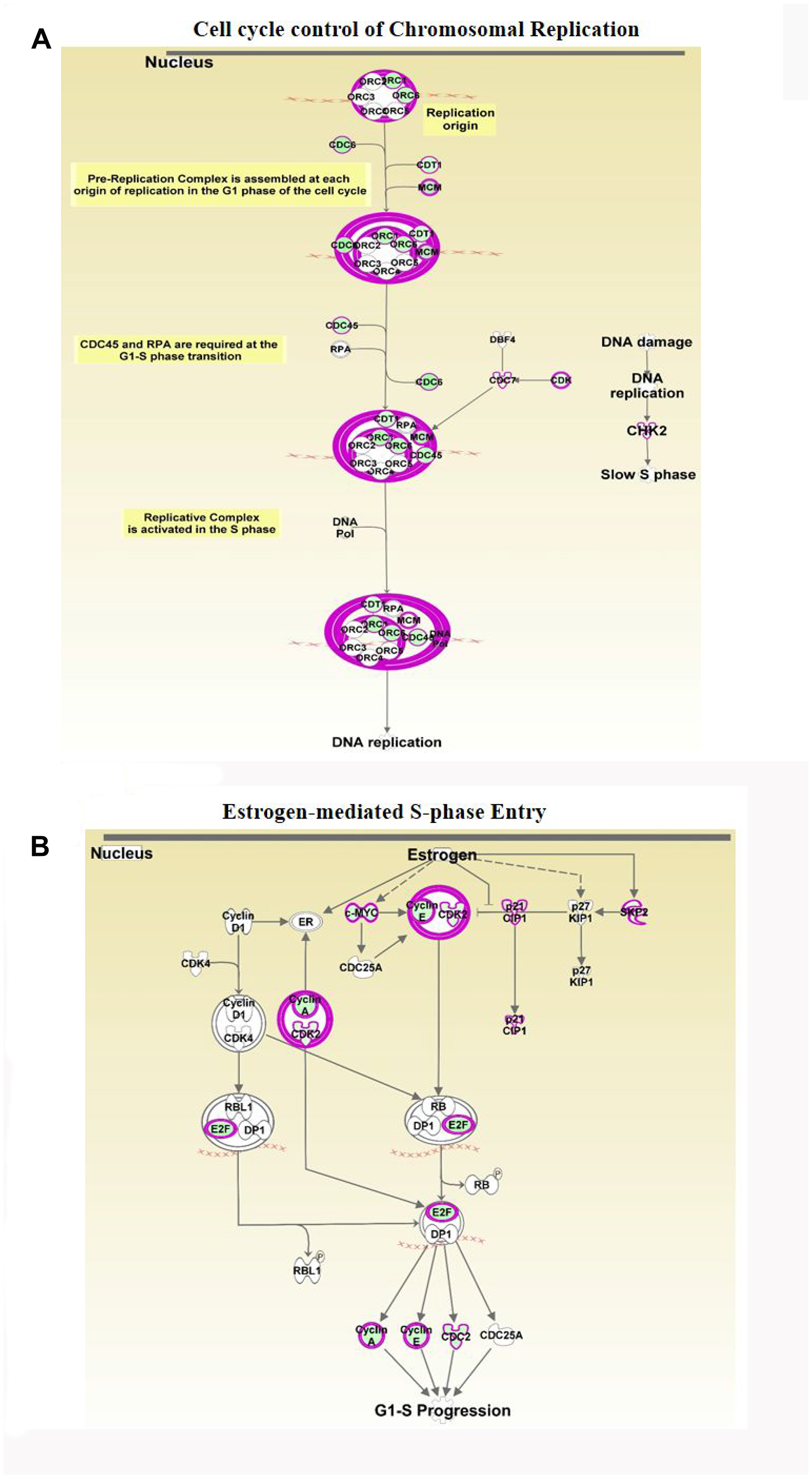 Analyses of ERG-associated cellular pathways.