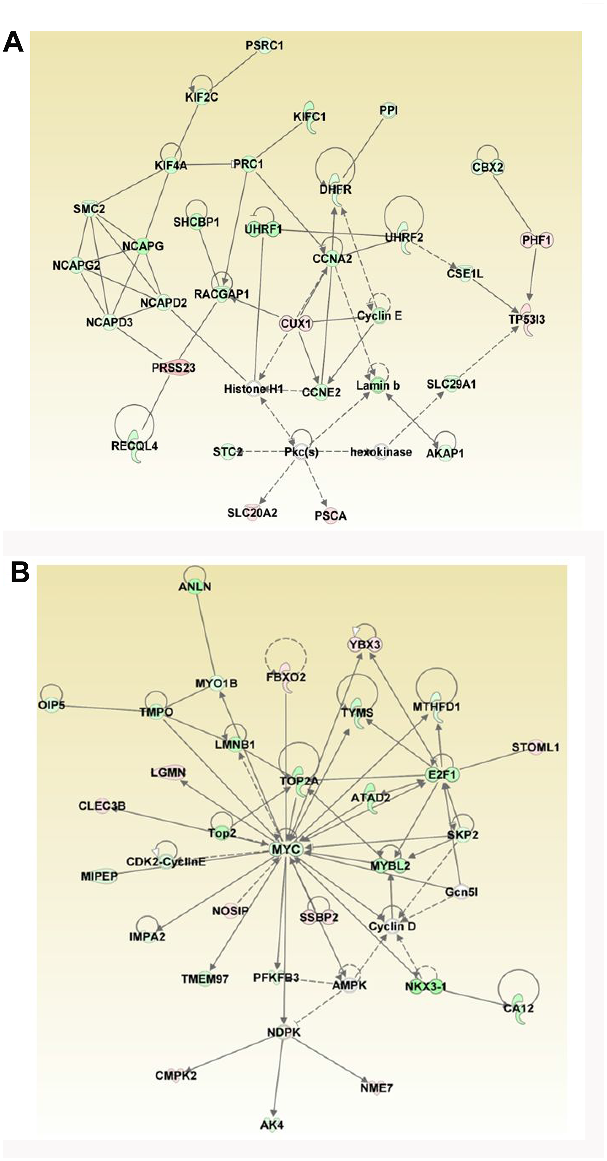 Analyses of ERG-associated networks.